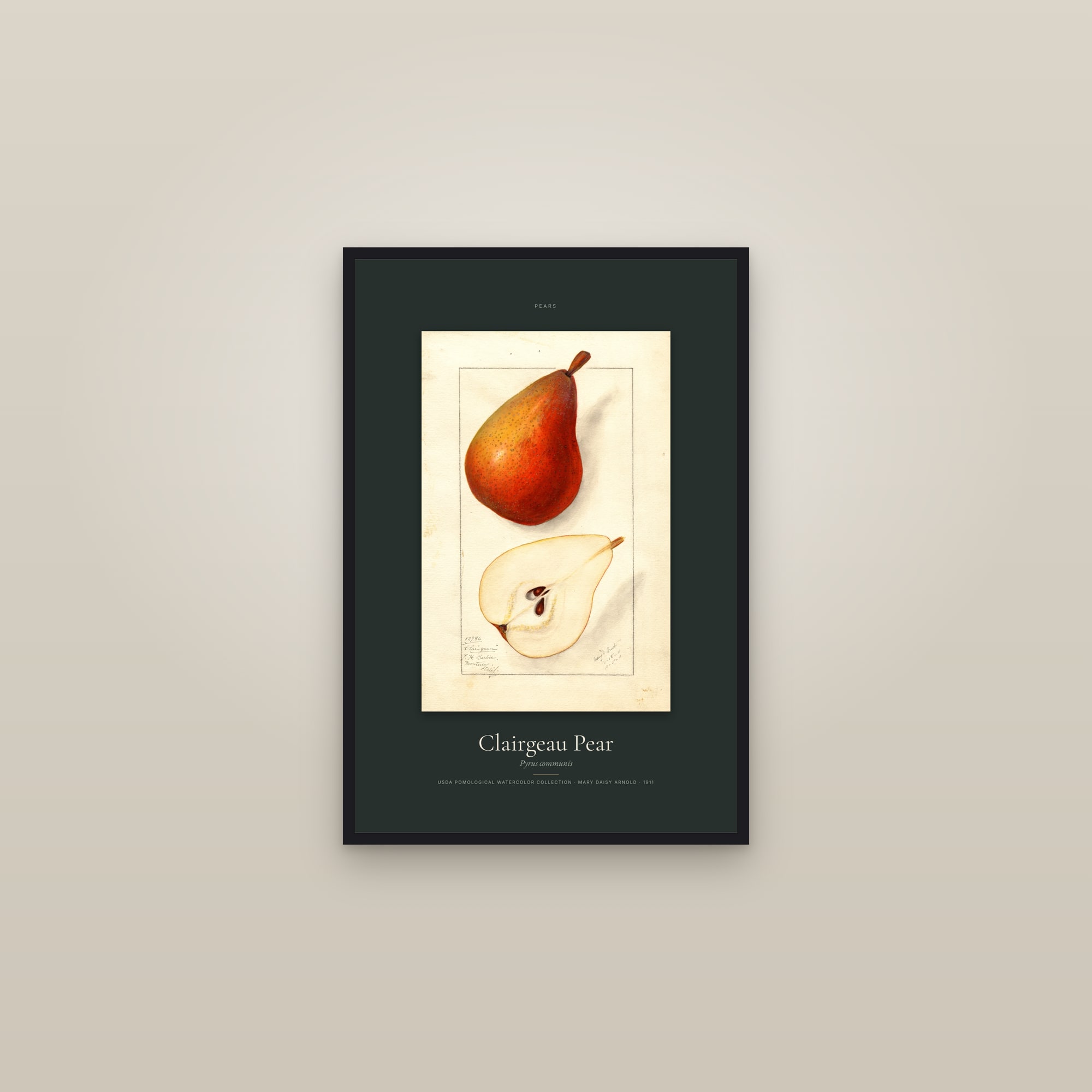 Clairgeau Pear — Specimen — framed in a gallery setting