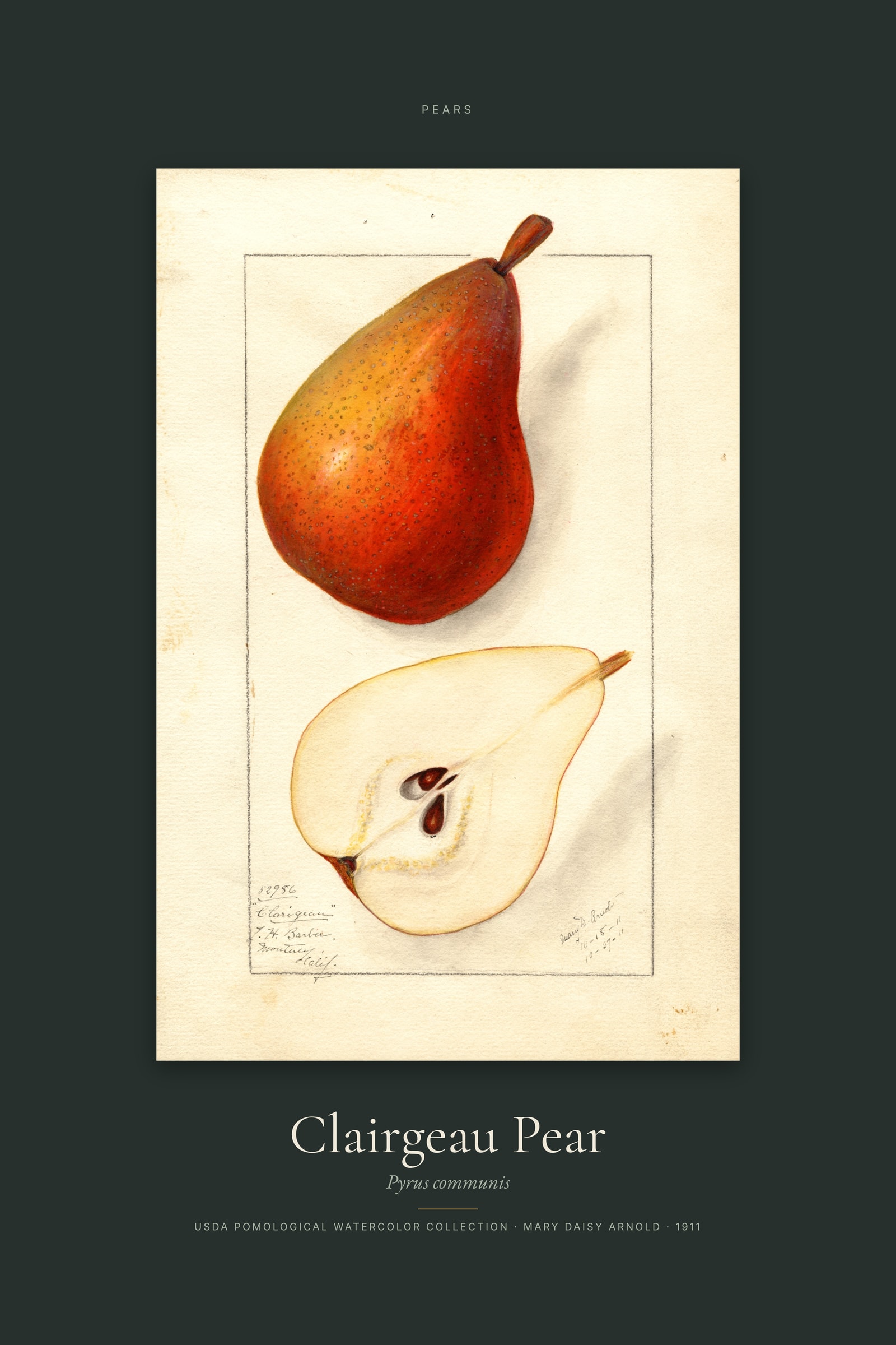 Clairgeau Pear — Specimen