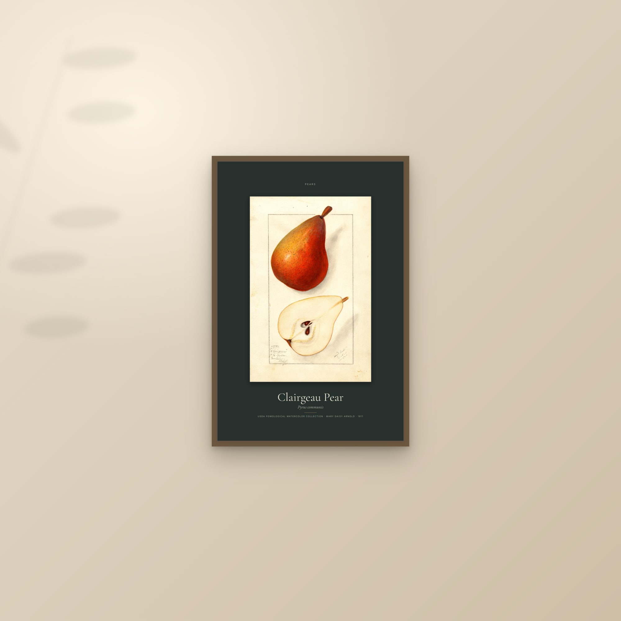 Clairgeau Pear — Specimen — framed and styled on a sunlit wall