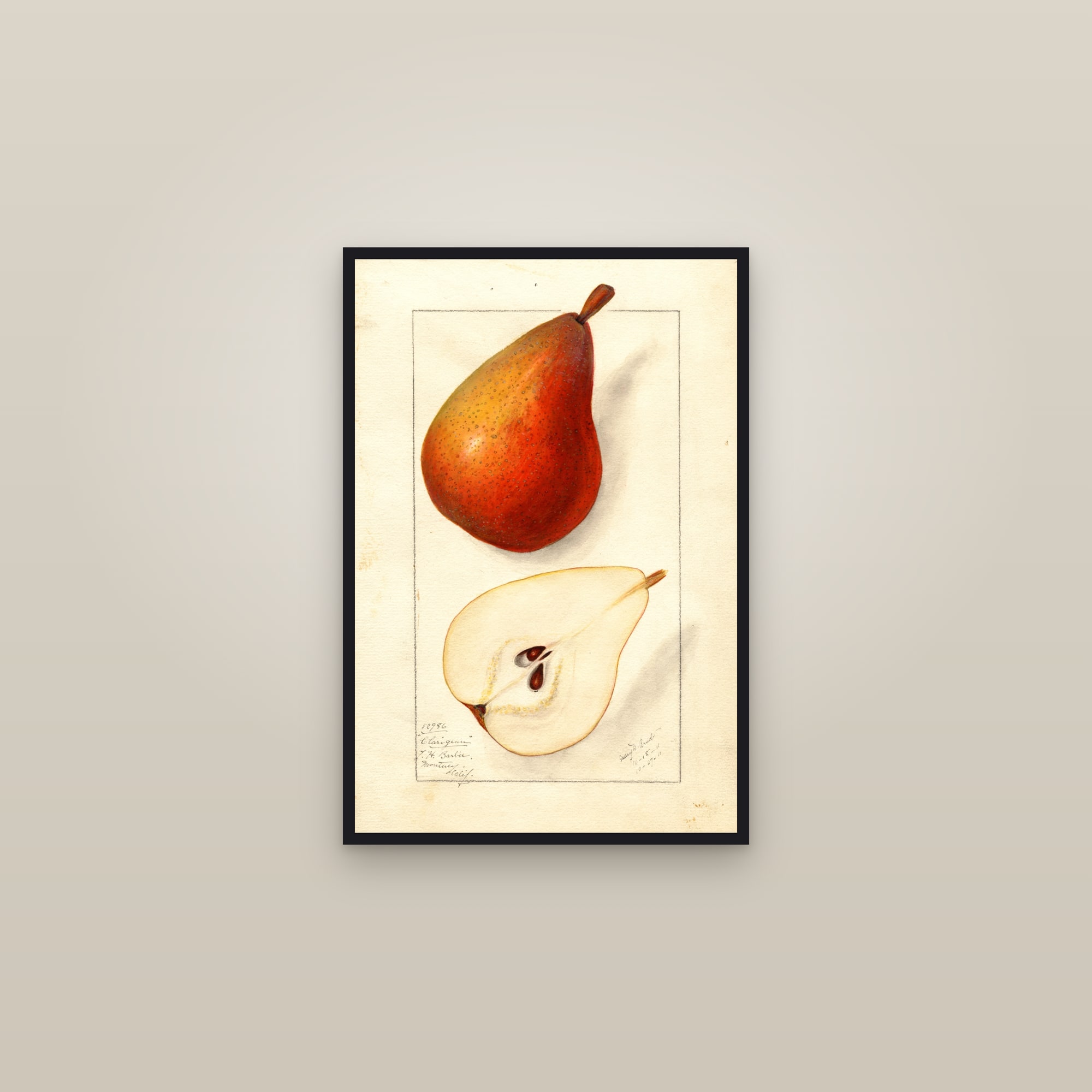 Clairgeau Pear — framed in a gallery setting