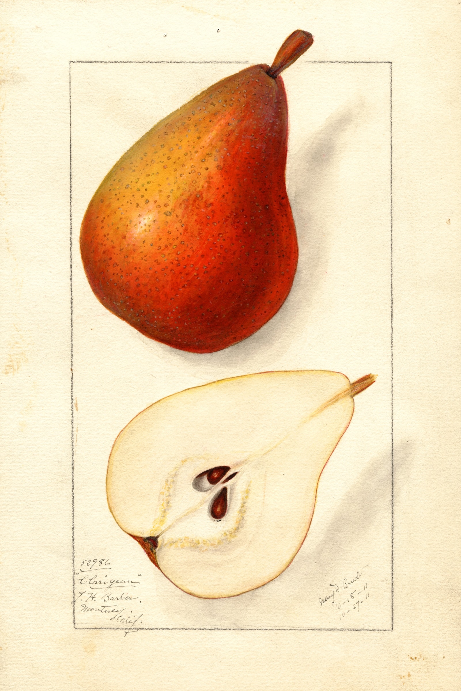 Clairgeau Pear