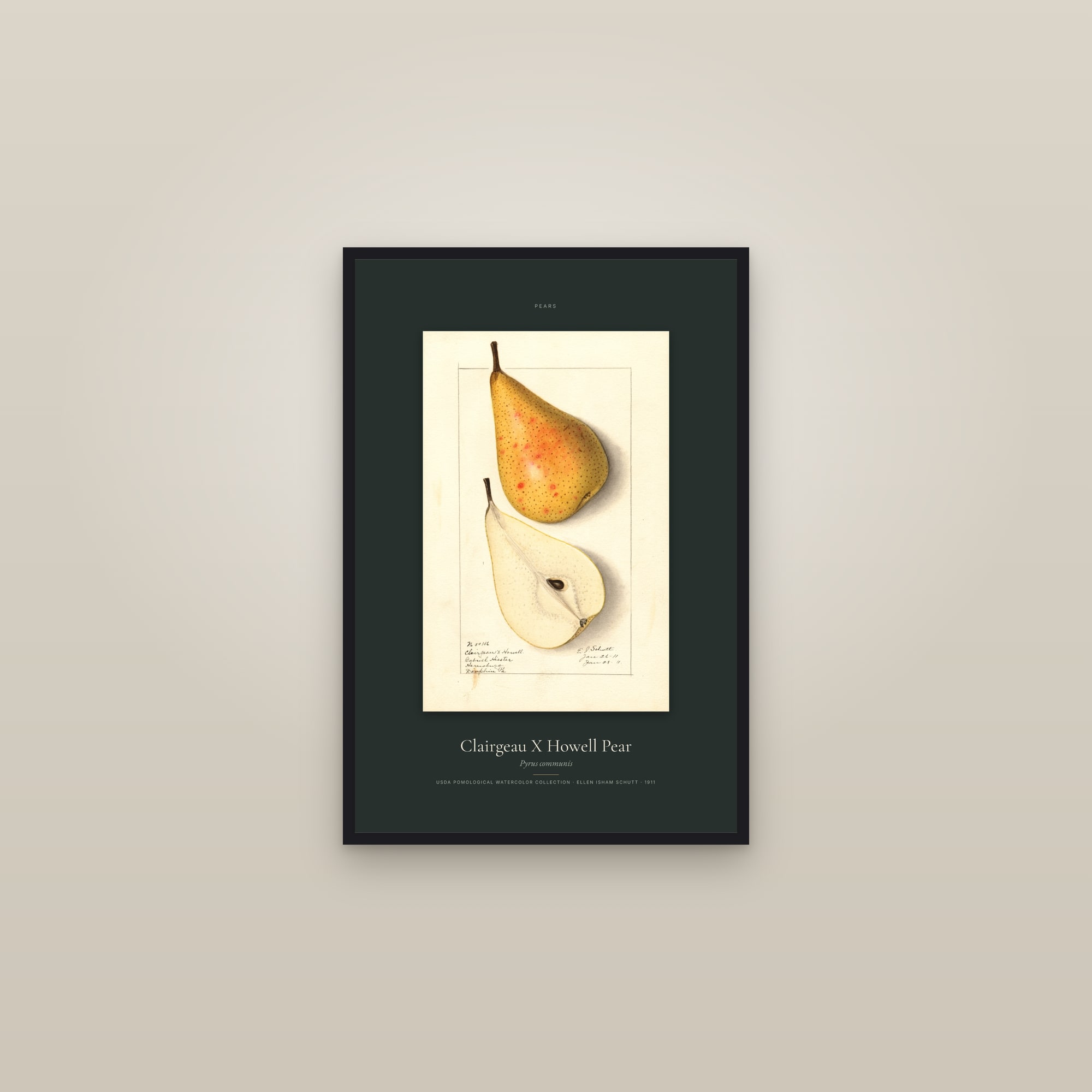 Clairgeau X Howell Pear — Specimen — framed in a gallery setting