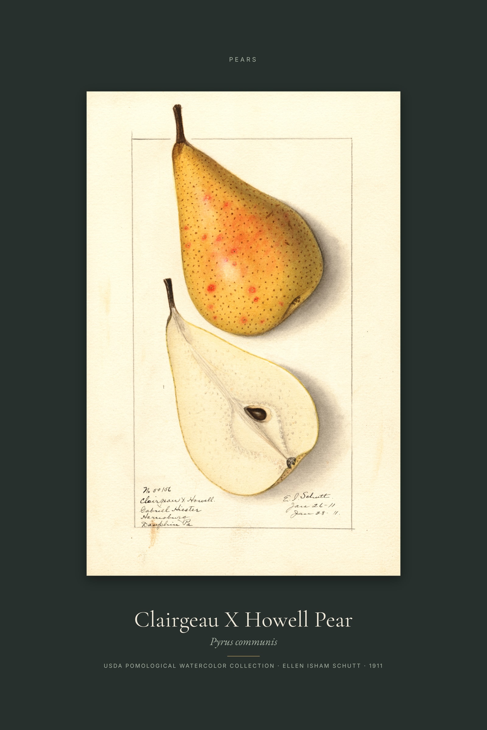Clairgeau X Howell Pear — Specimen