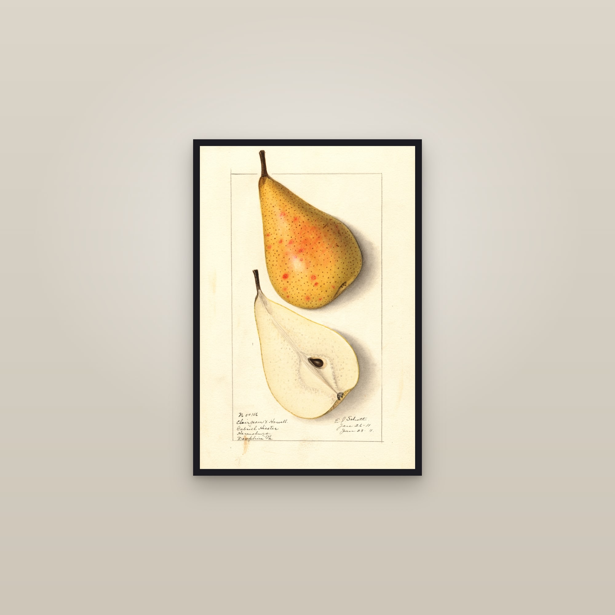 Clairgeau X Howell Pear — framed in a gallery setting