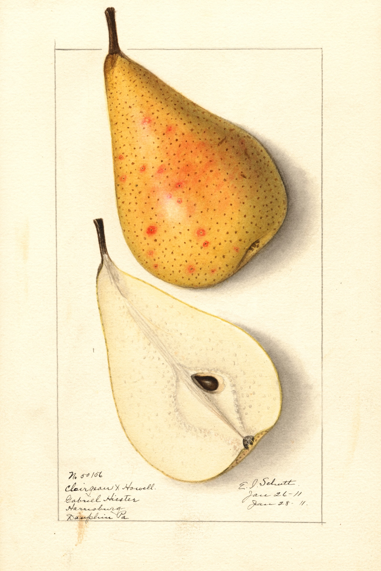 Clairgeau X Howell Pear