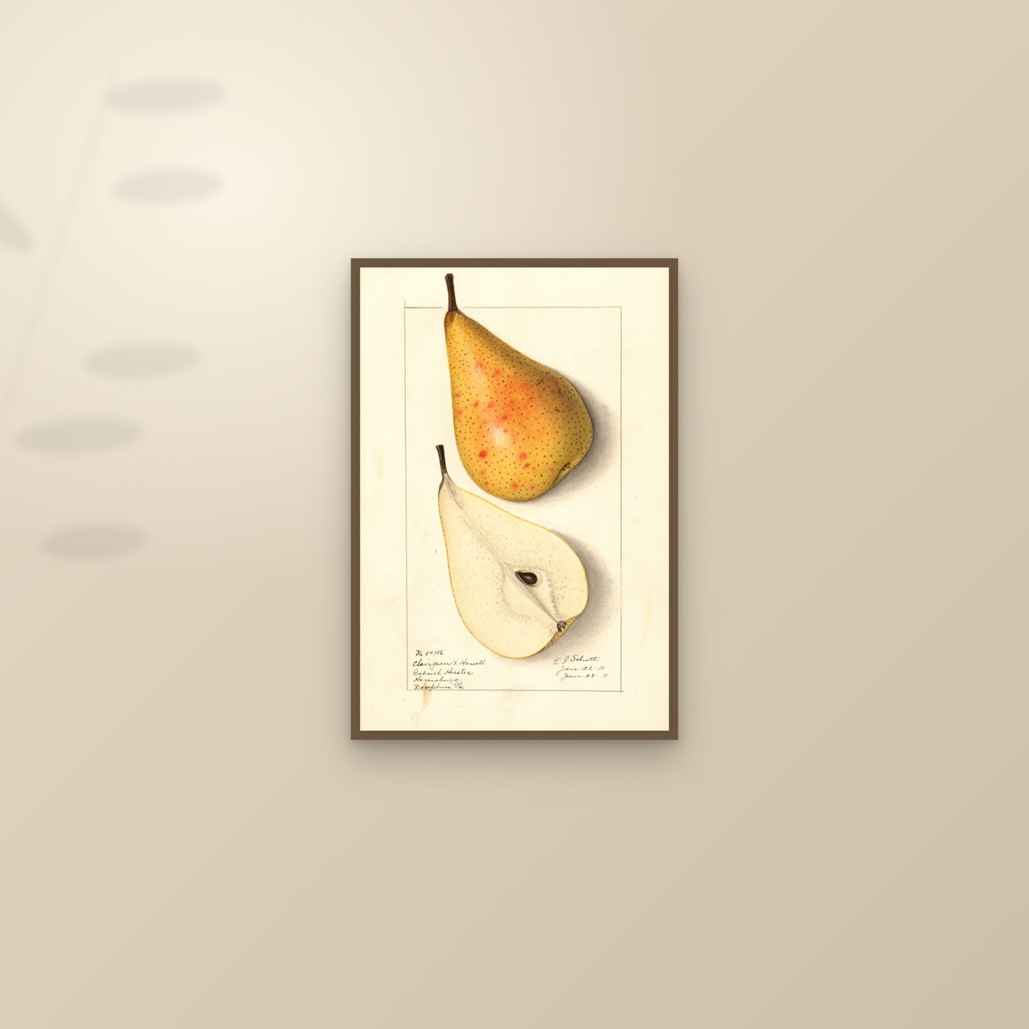 Clairgeau X Howell Pear — framed and styled on a sunlit wall
