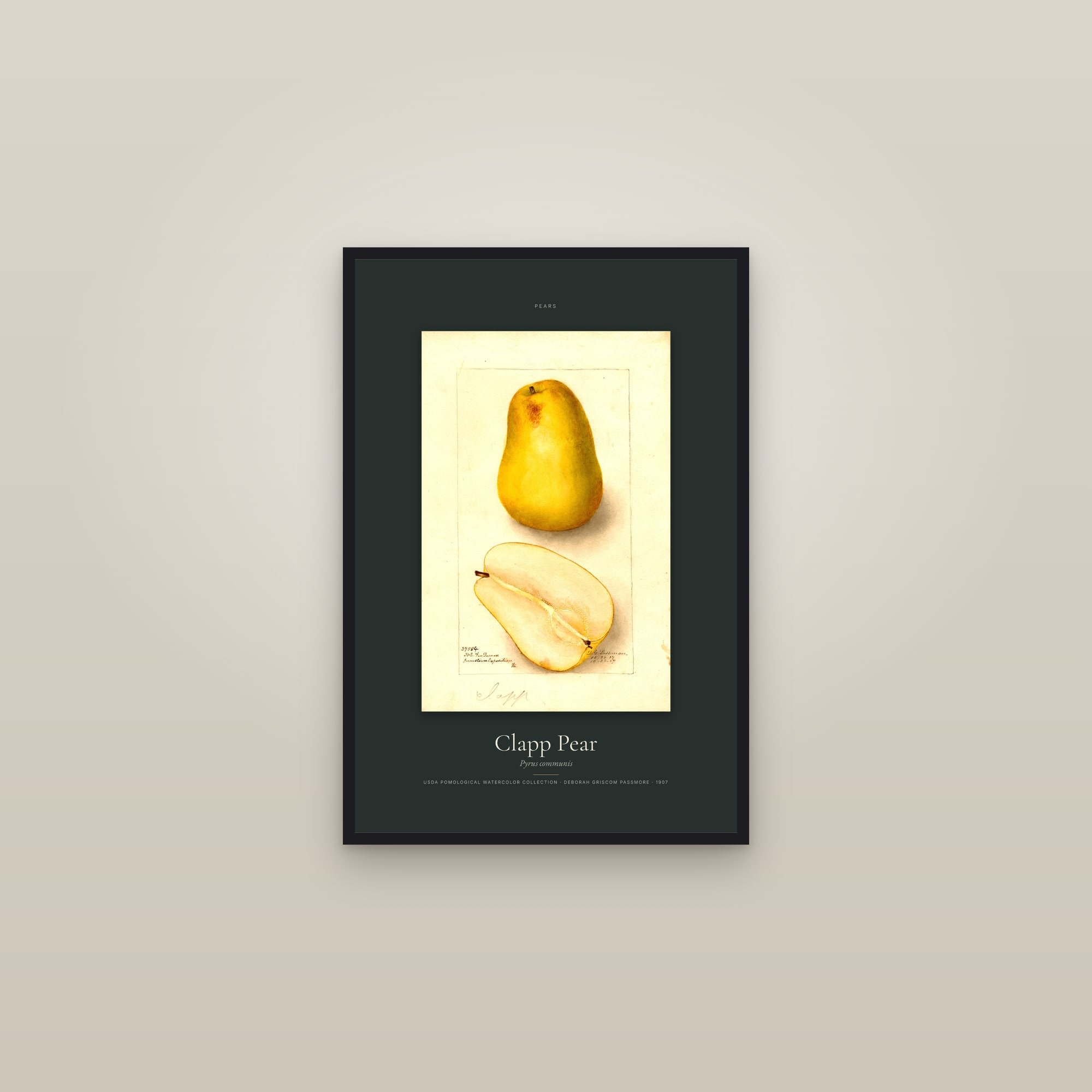 Clapp Pear — Specimen — framed in a gallery setting