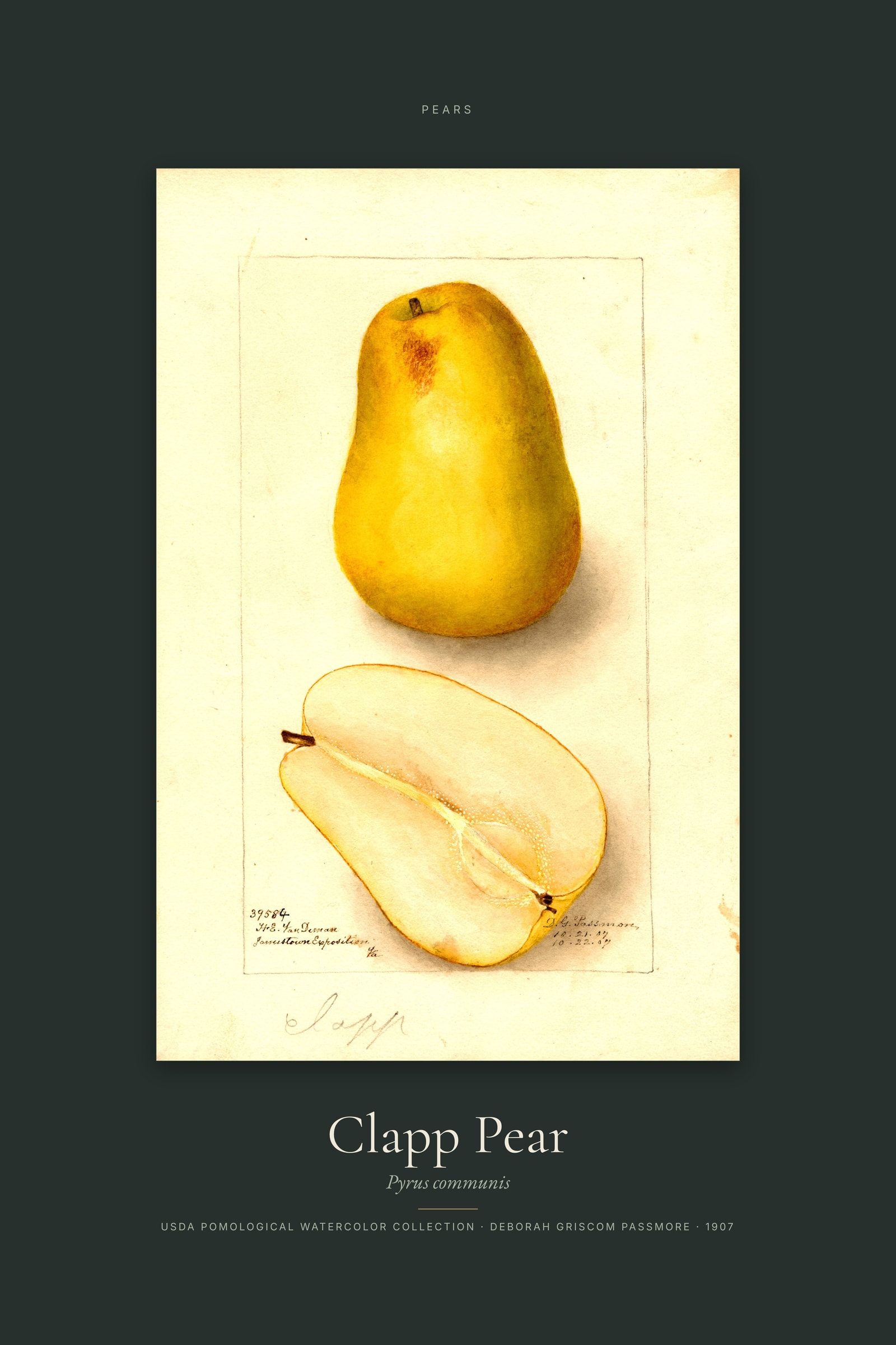 Clapp Pear — Specimen