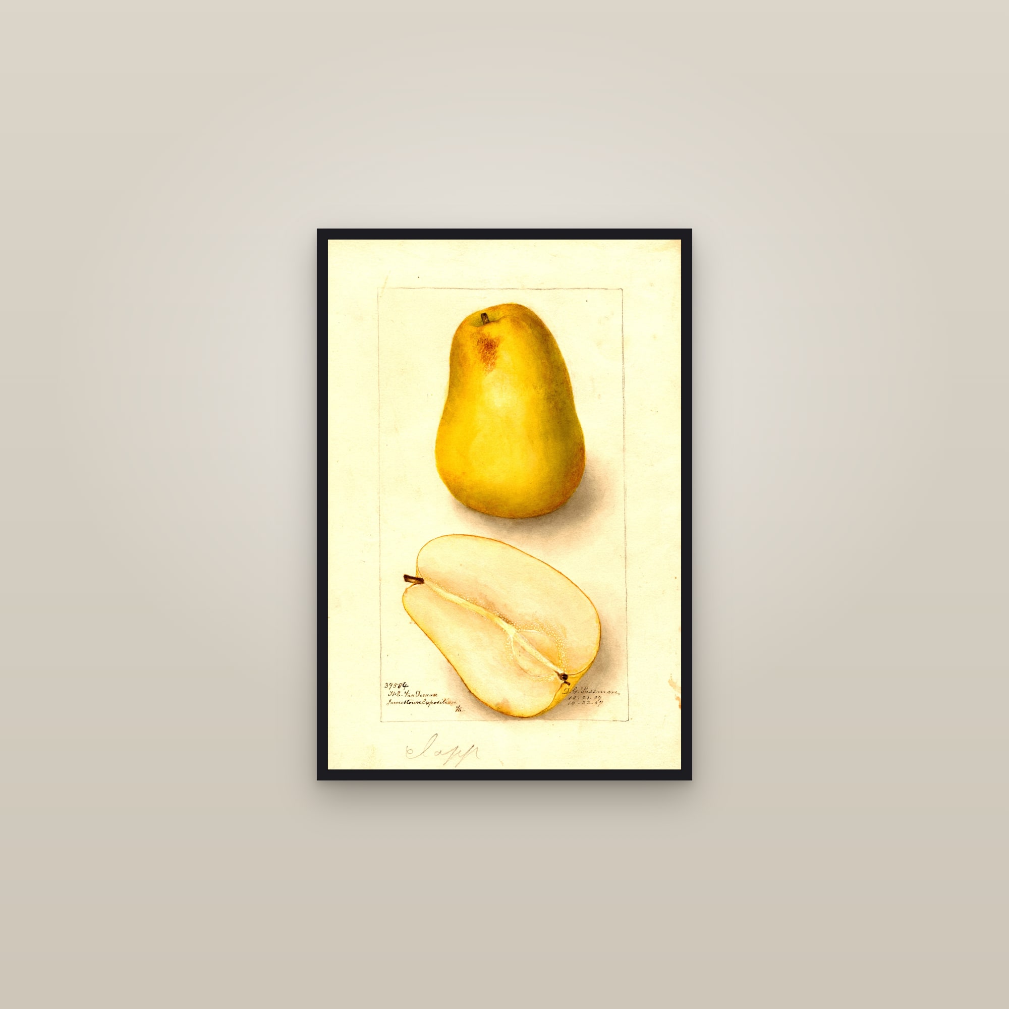 Clapp Pear — framed in a gallery setting
