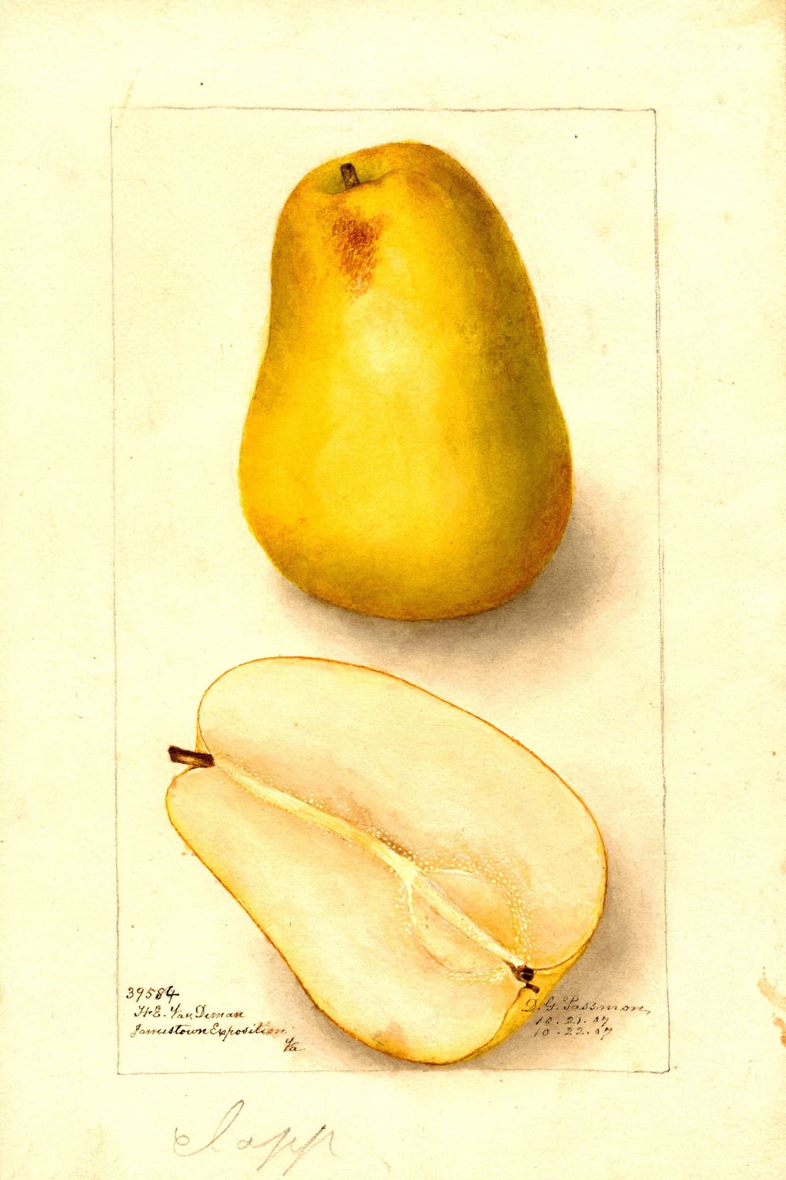 Clapp Pear