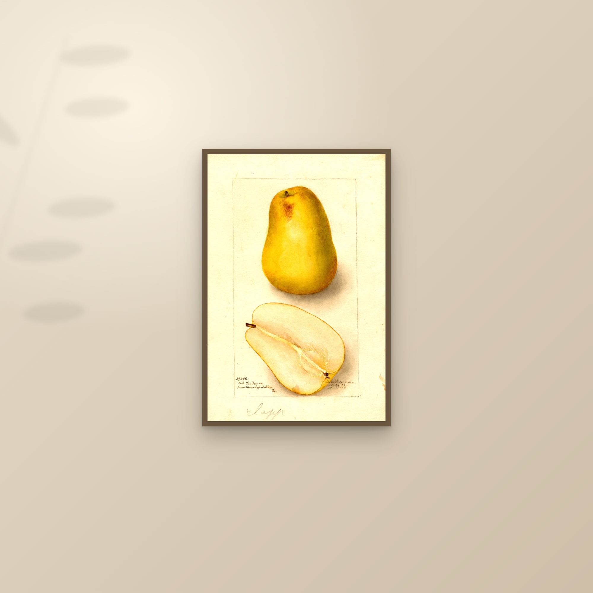 Clapp Pear — framed and styled on a sunlit wall