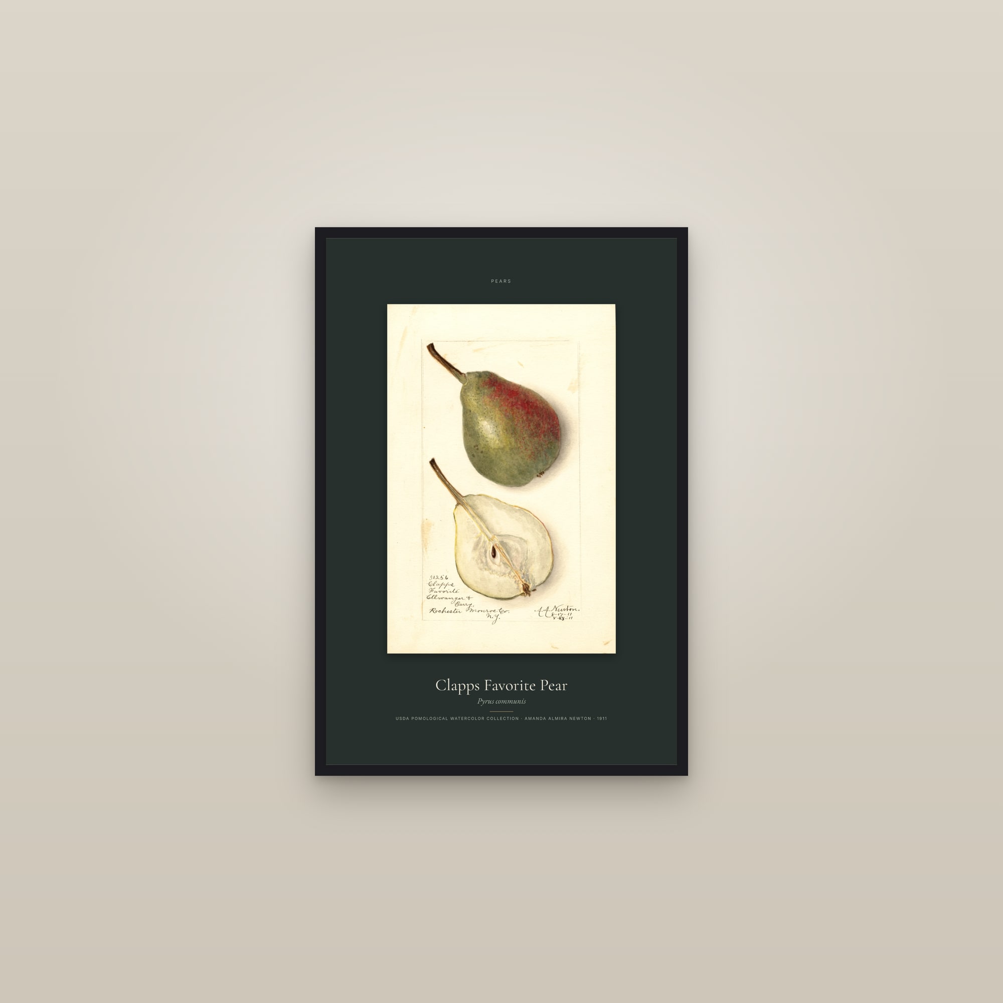 Clapps Favorite Pear — Specimen — framed in a gallery setting