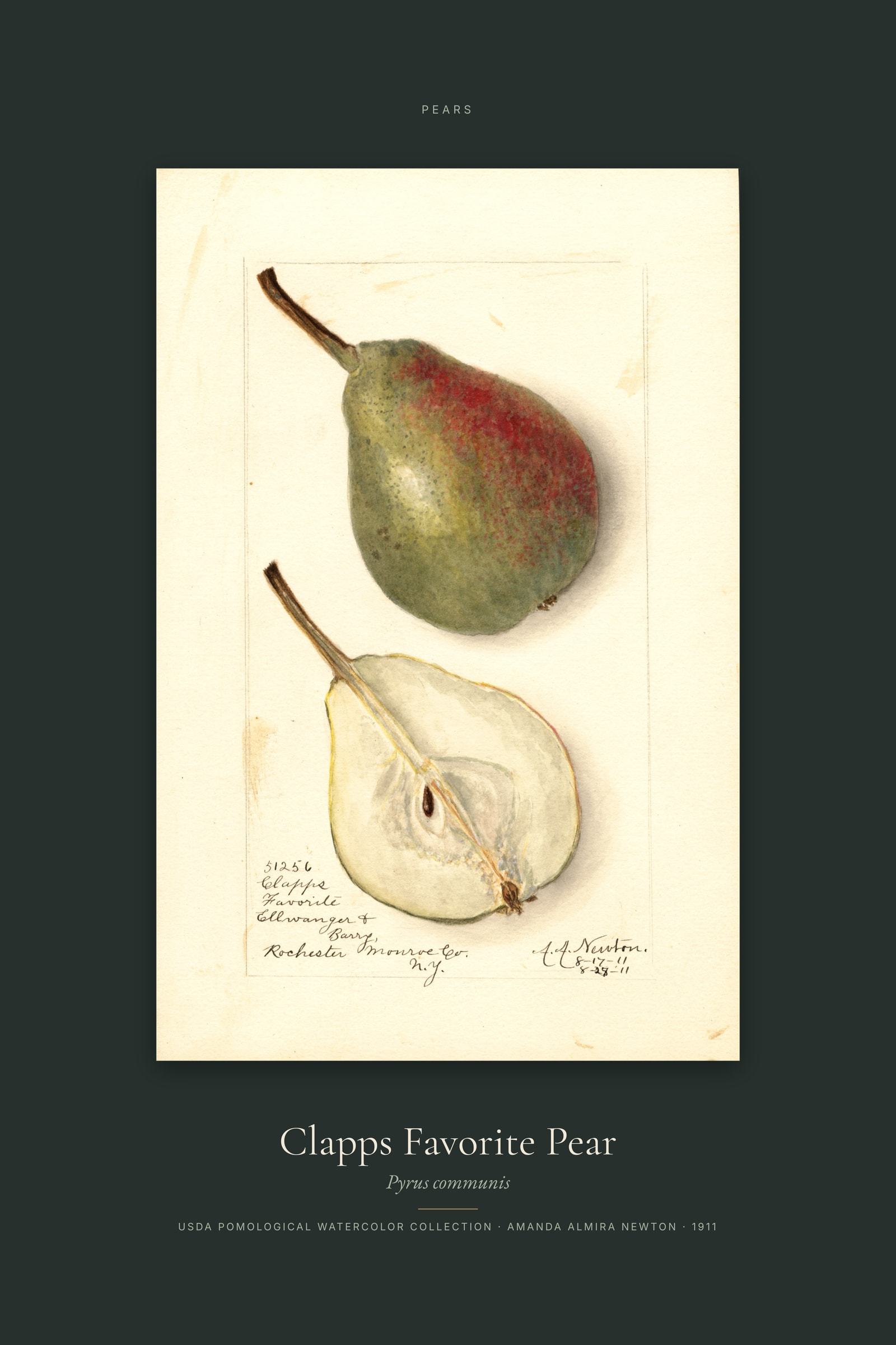 Clapps Favorite Pear — Specimen