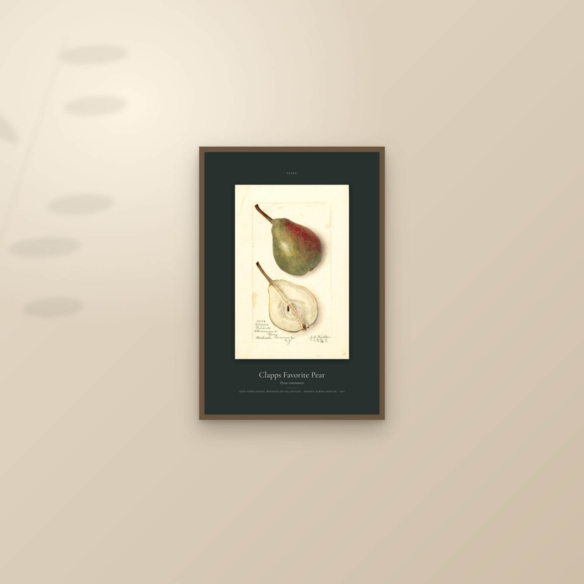 Clapps Favorite Pear — Specimen — framed and styled on a sunlit wall