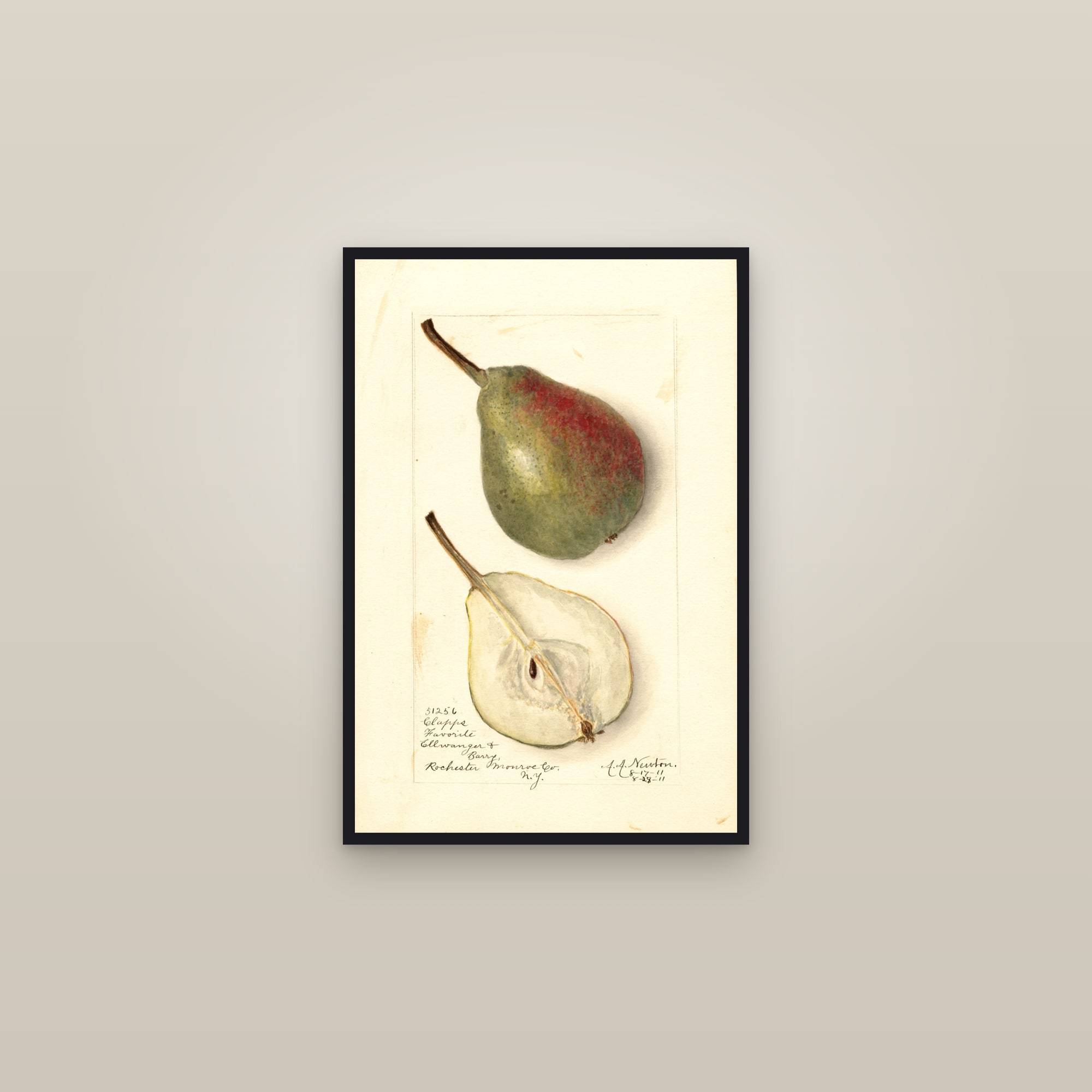 Clapps Favorite Pear — framed in a gallery setting