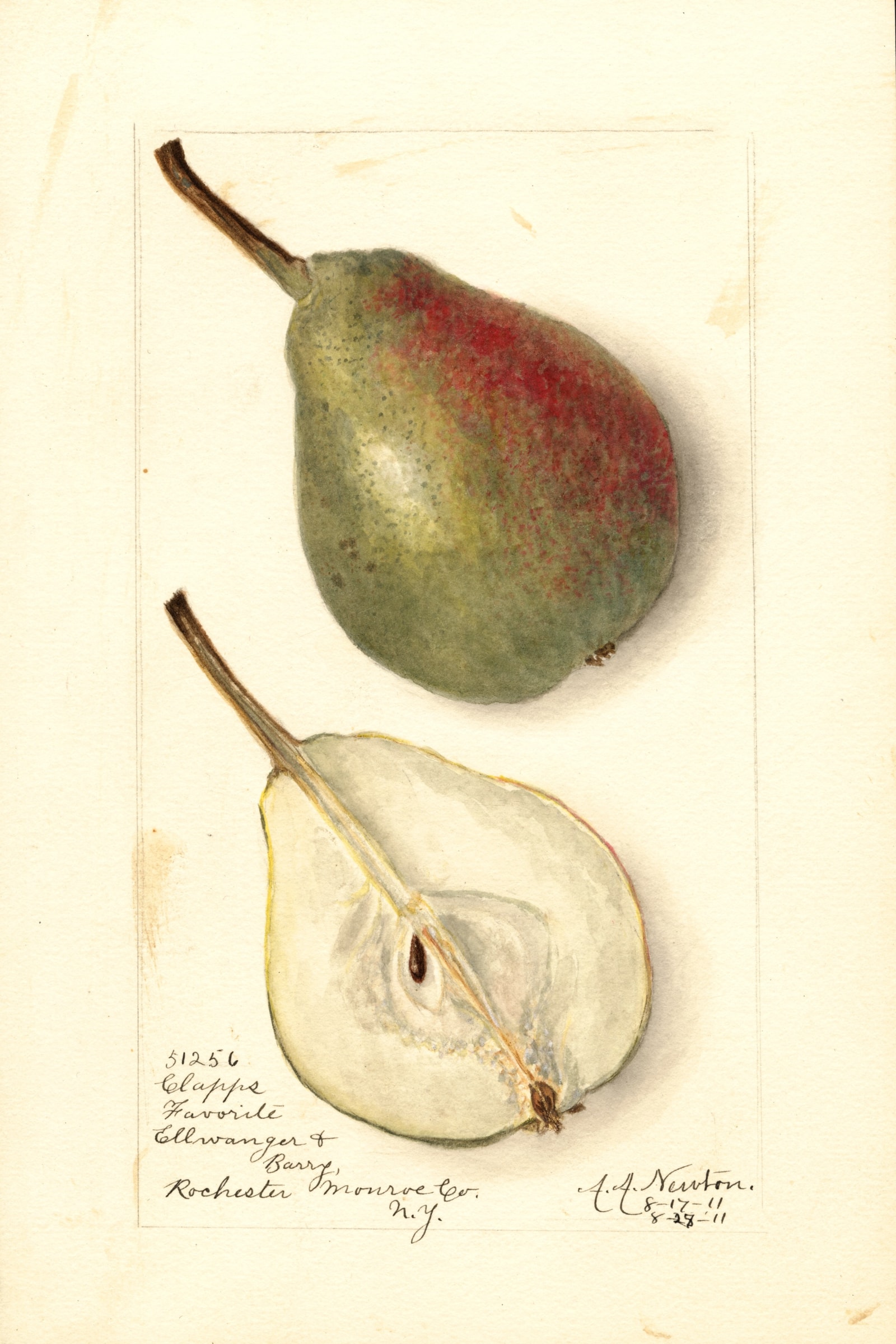 Clapps Favorite Pear