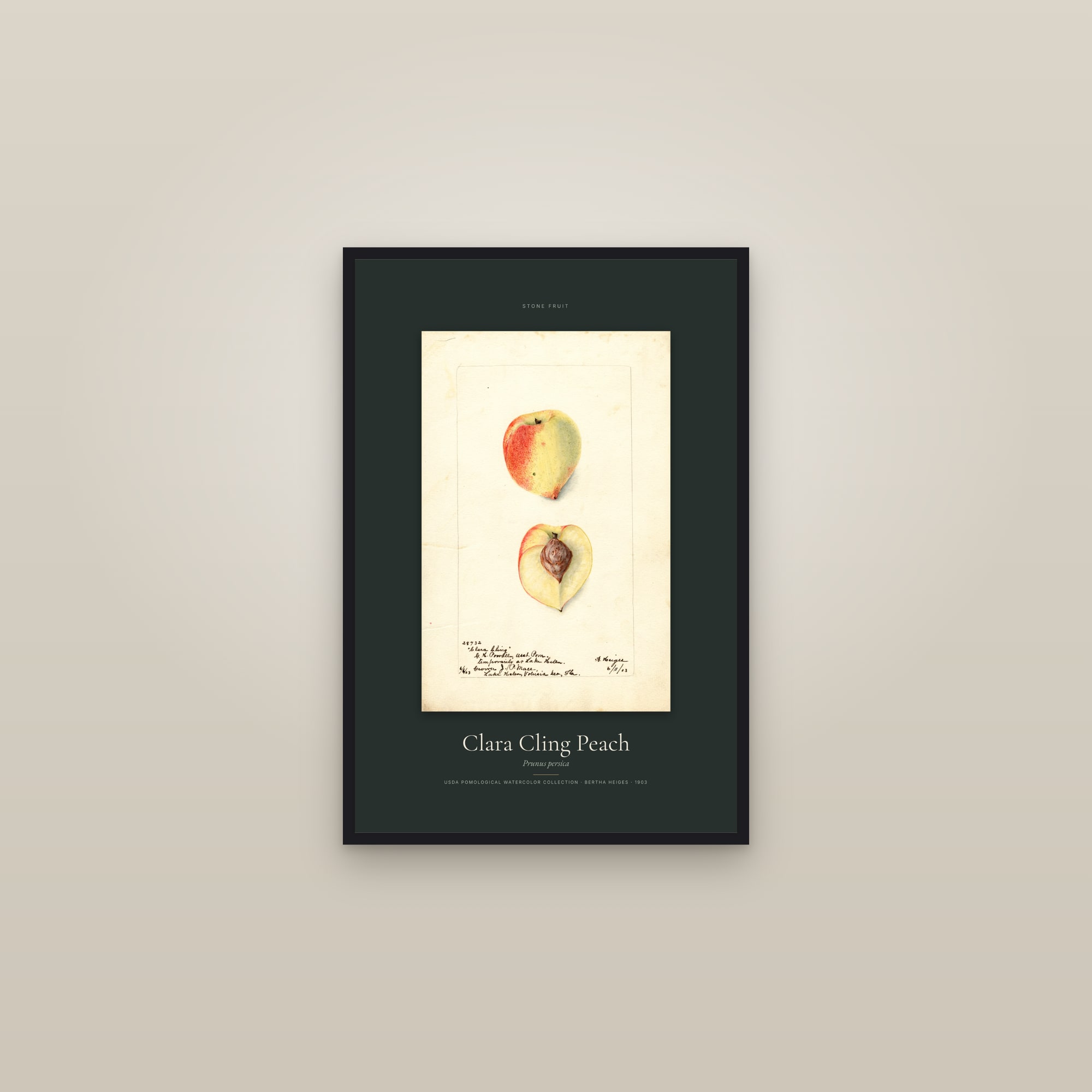 Clara Cling Peach — Specimen — framed in a gallery setting