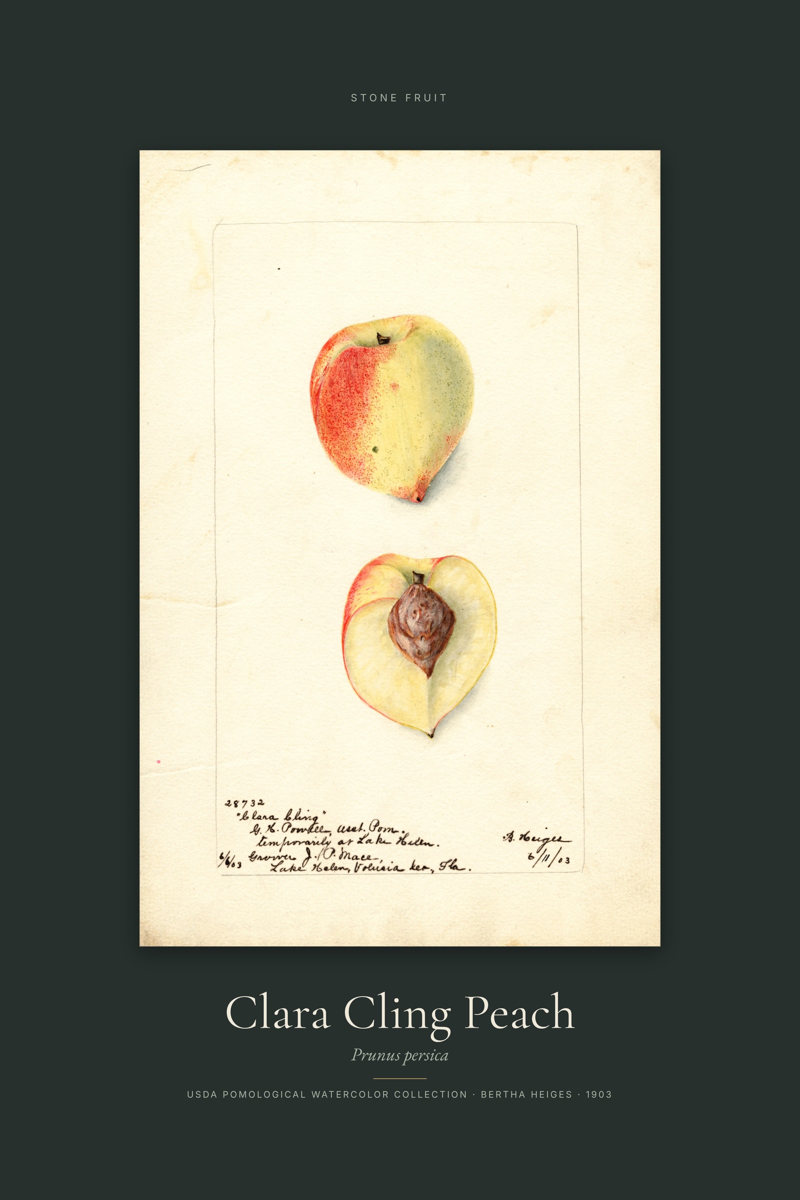 Clara Cling Peach — Specimen