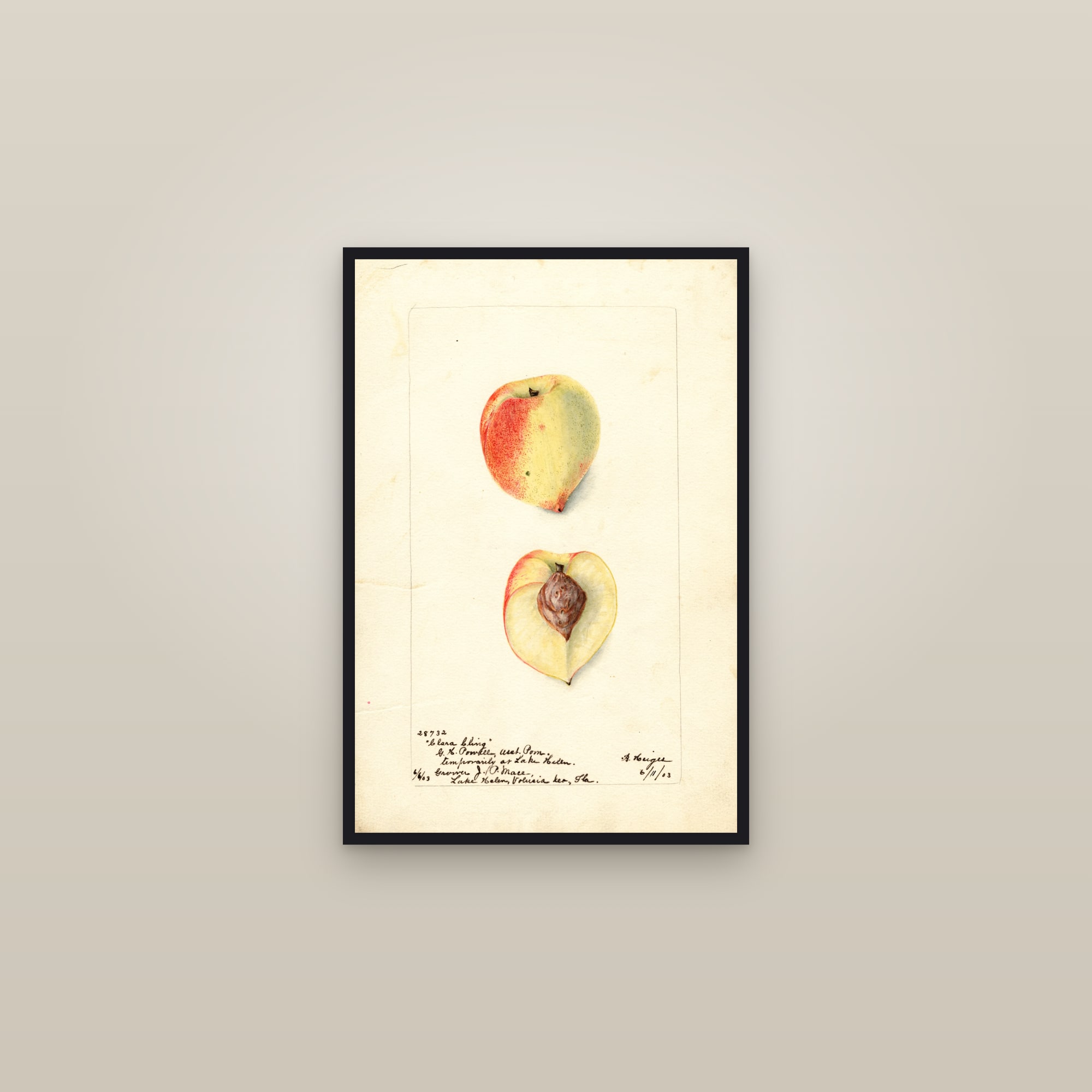 Clara Cling Peach — framed in a gallery setting
