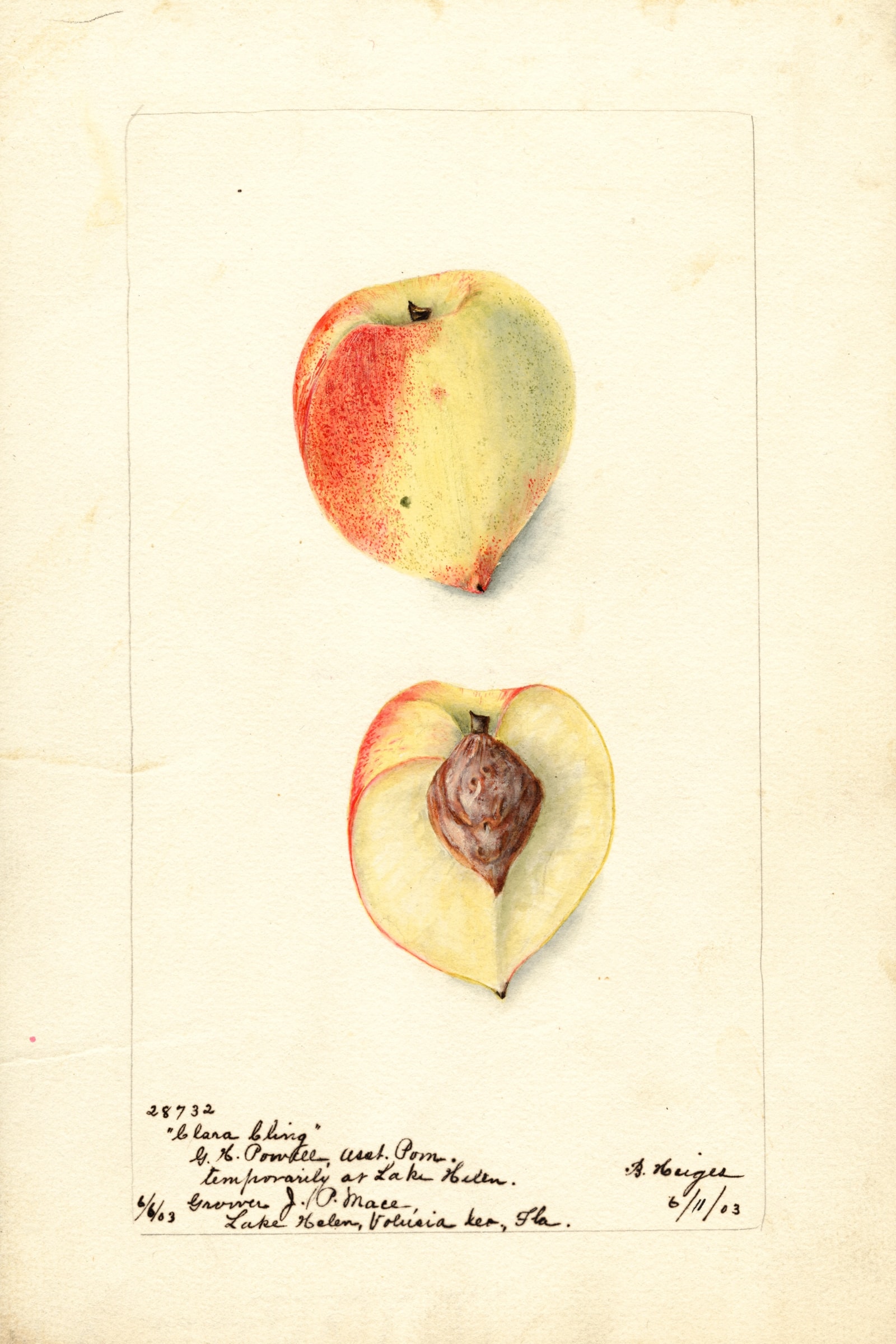 Clara Cling Peach