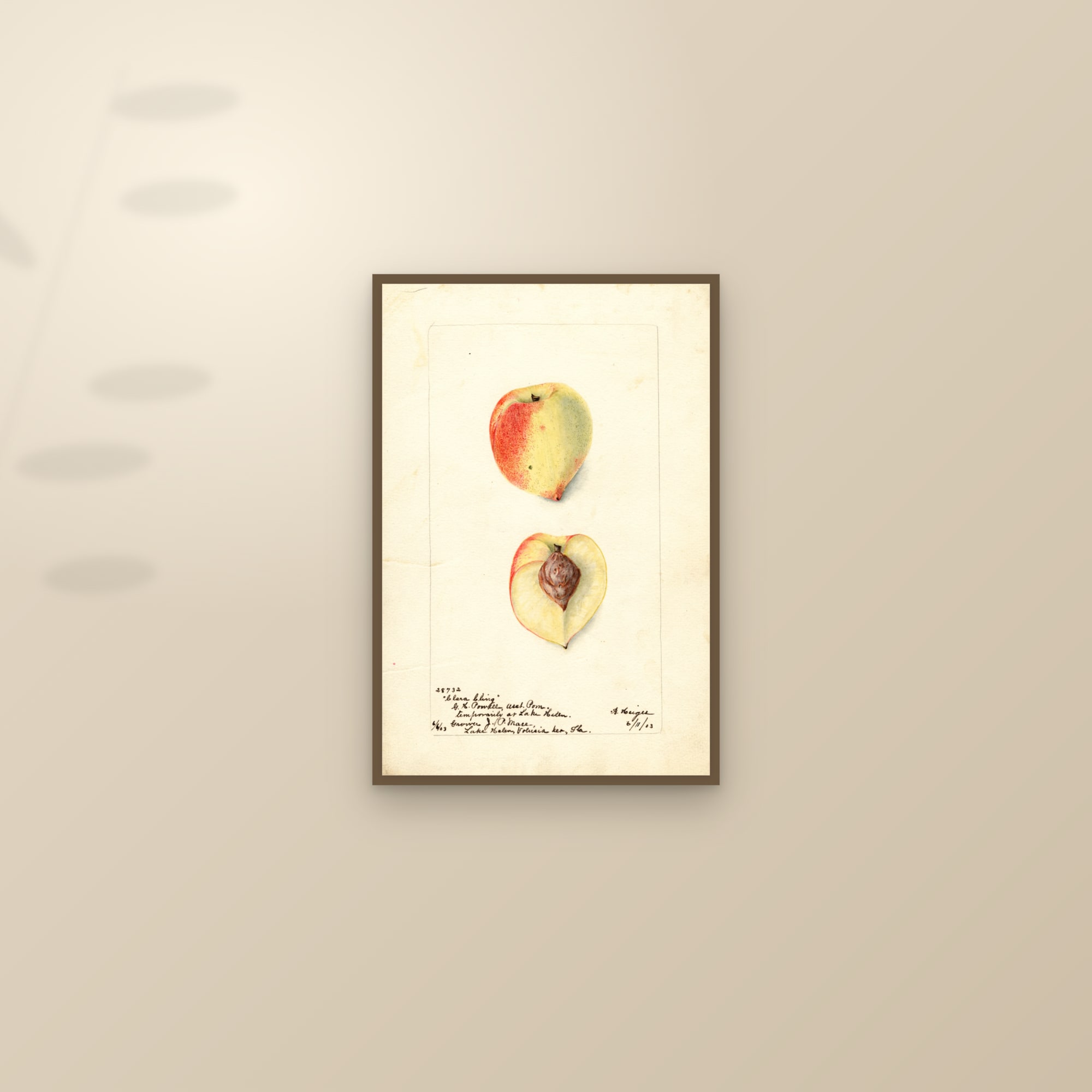 Clara Cling Peach — framed and styled on a sunlit wall