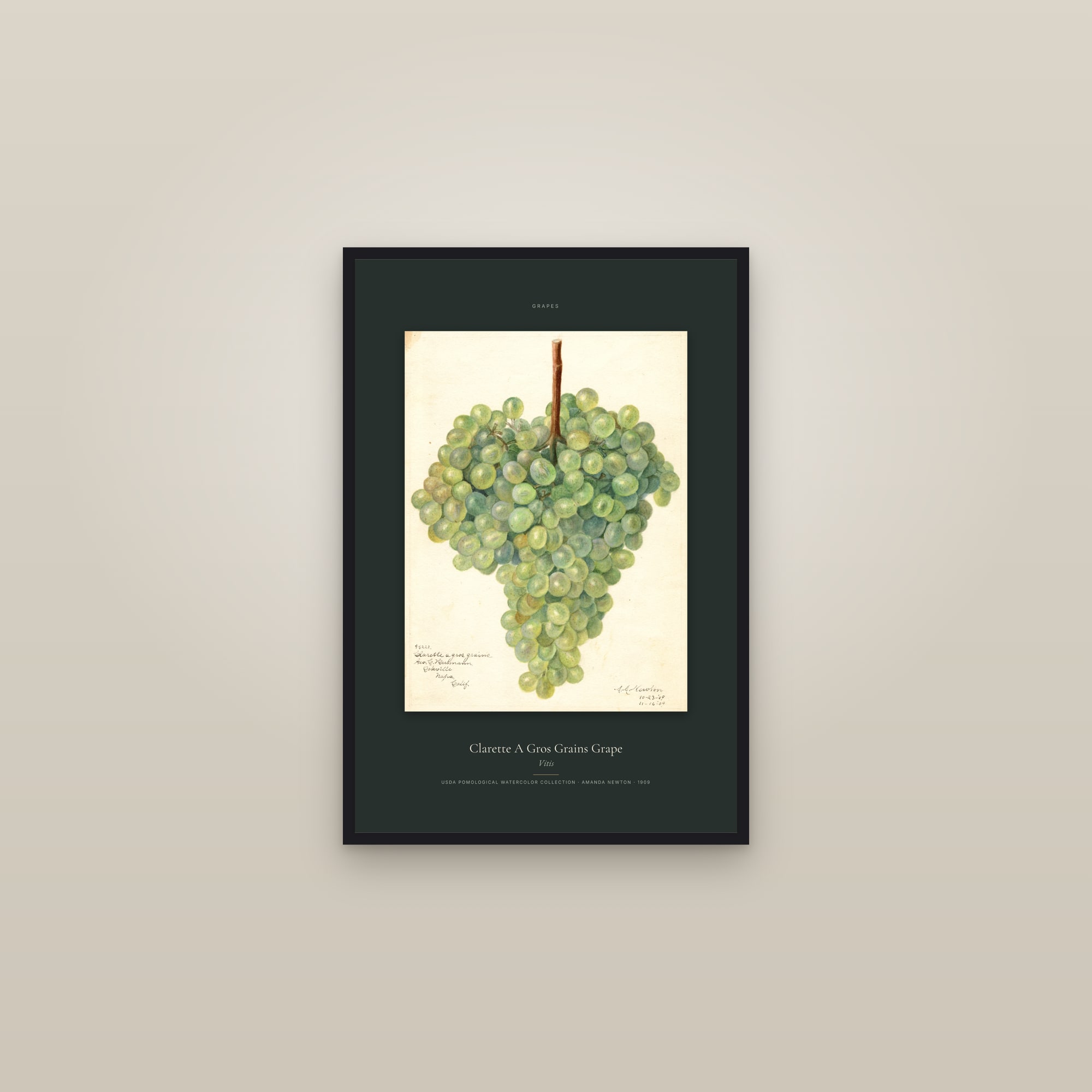 Clarette A Gros Grains Grape — Specimen — framed in a gallery setting