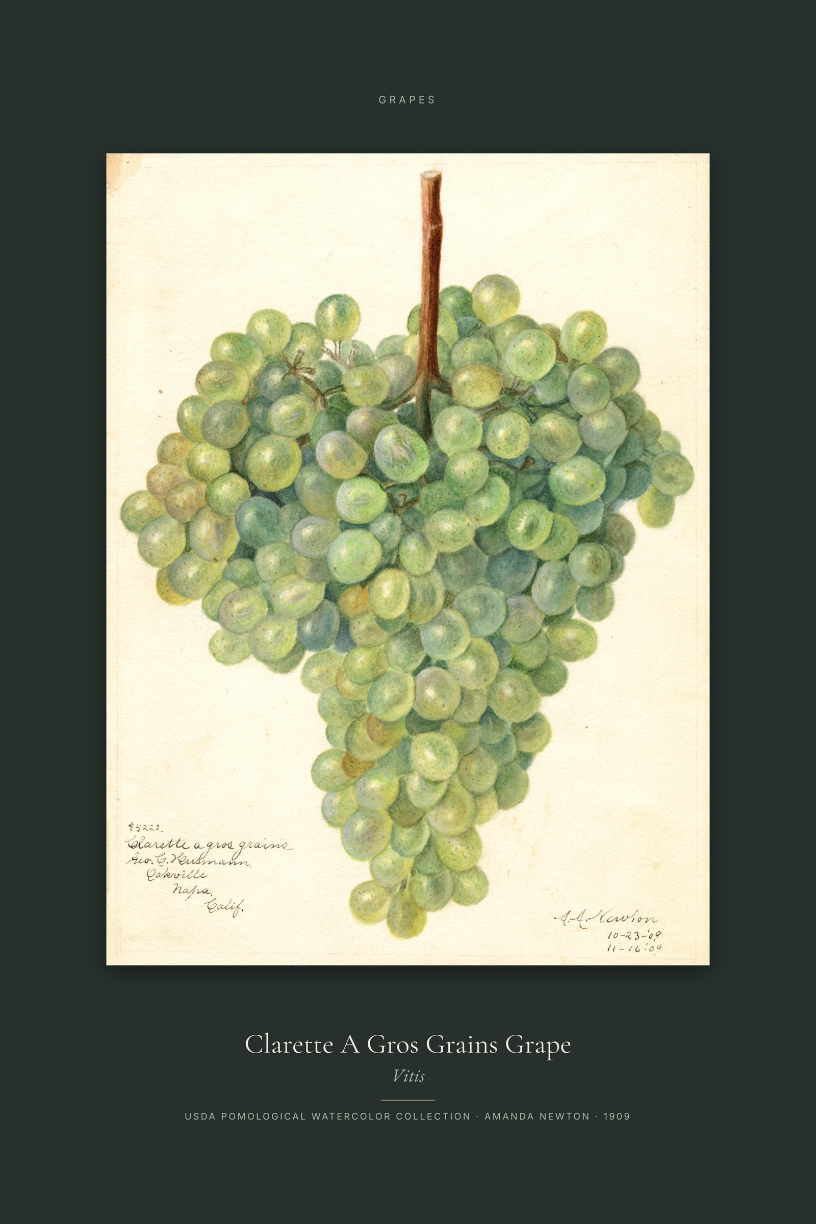 Clarette A Gros Grains Grape — Specimen