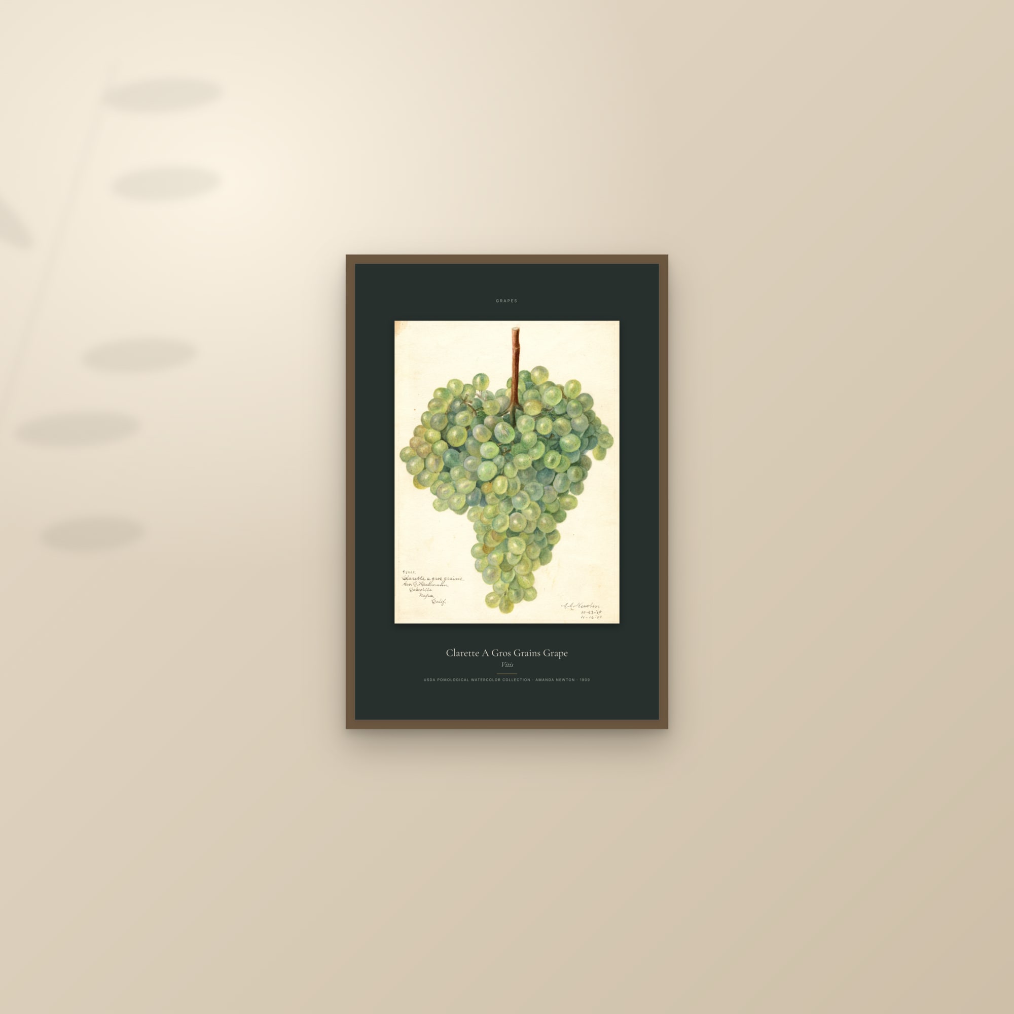 Clarette A Gros Grains Grape — Specimen — framed and styled on a sunlit wall