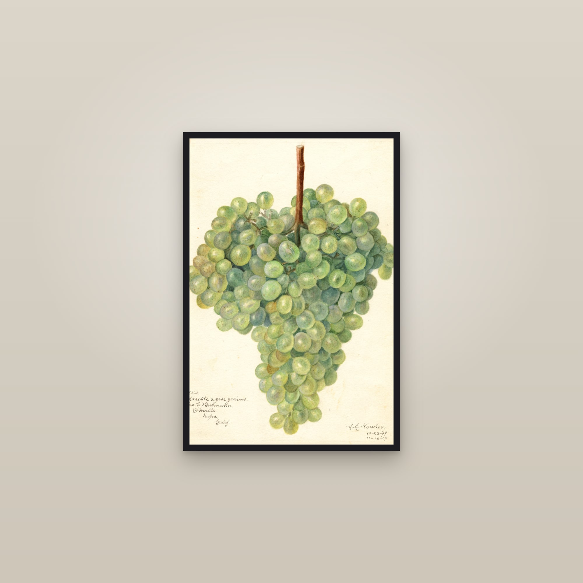 Clarette A Gros Grains Grape — framed in a gallery setting