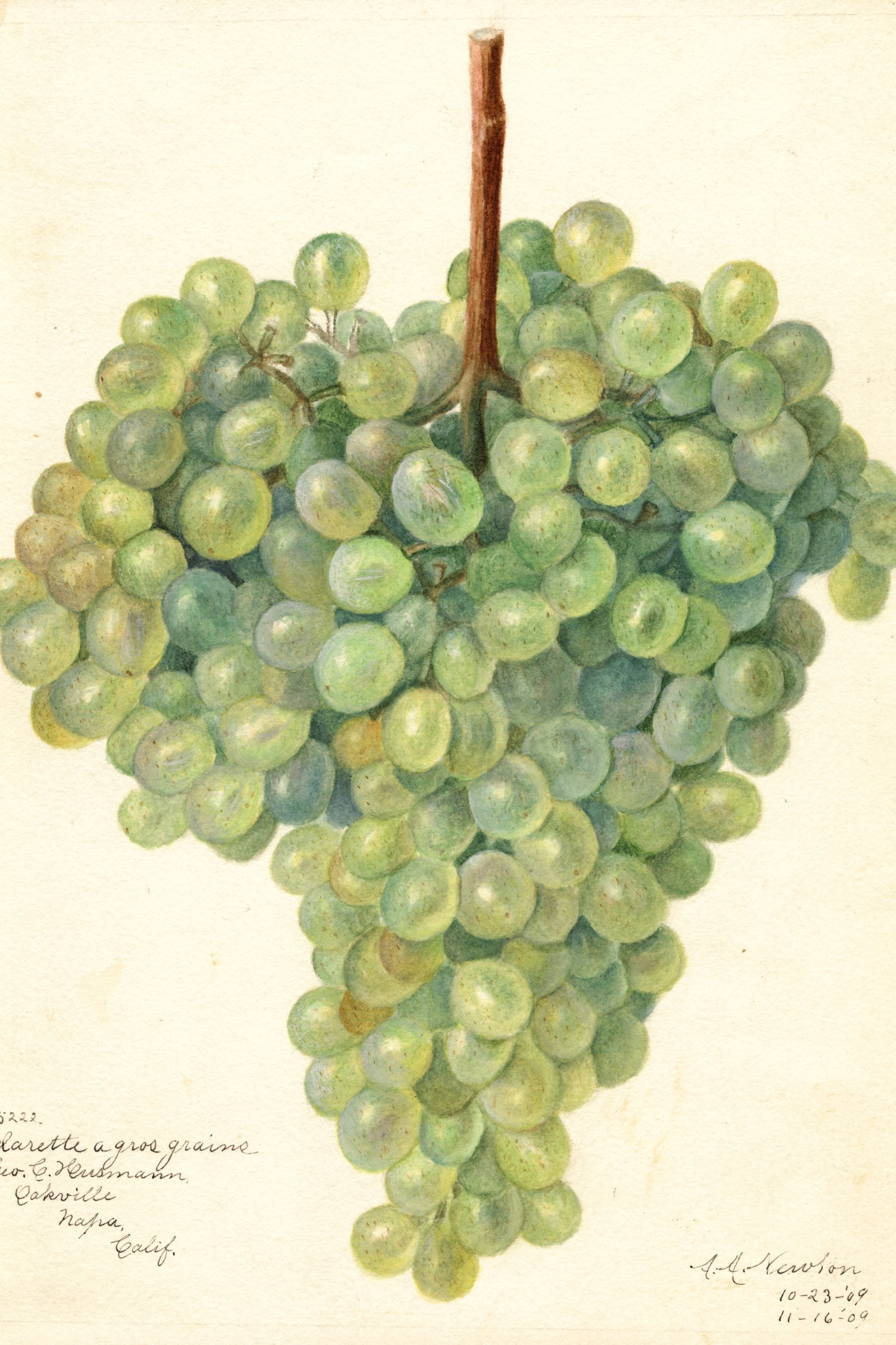 Clarette A Gros Grains Grape