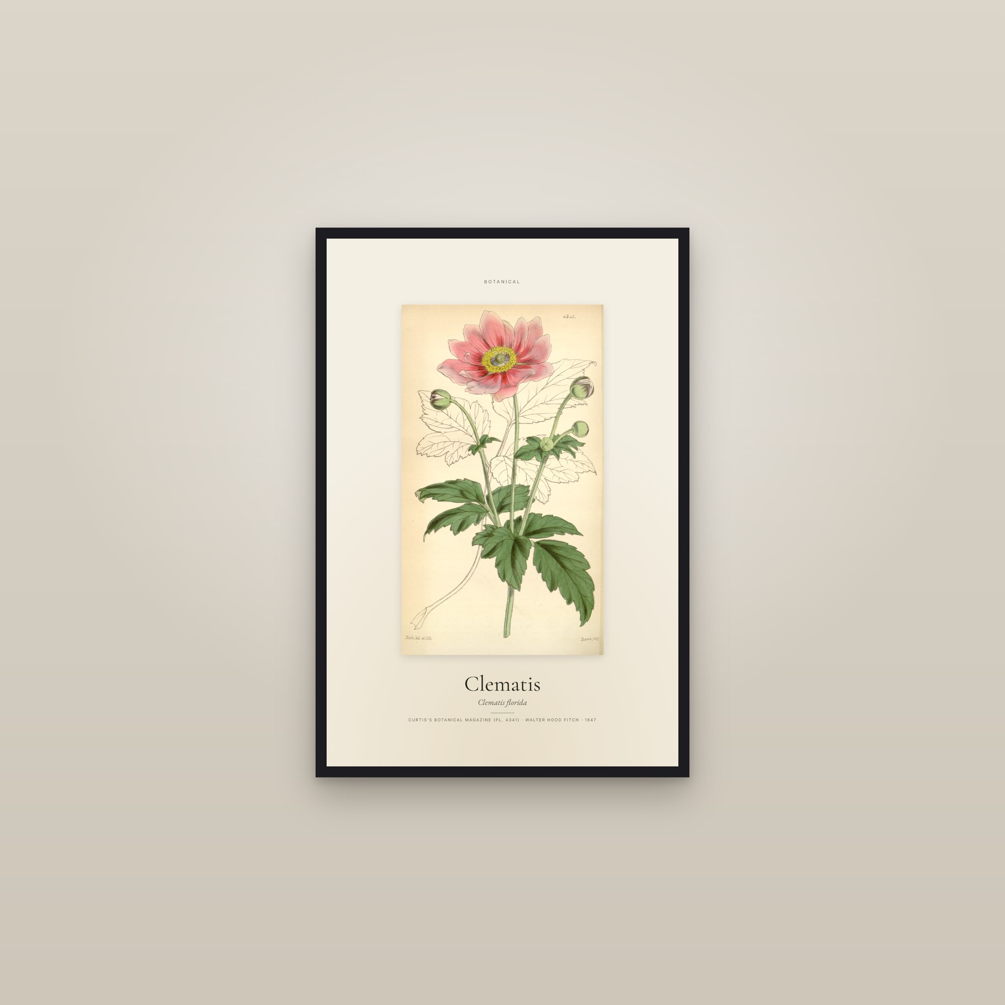 Clematis — Specimen — framed in a gallery setting