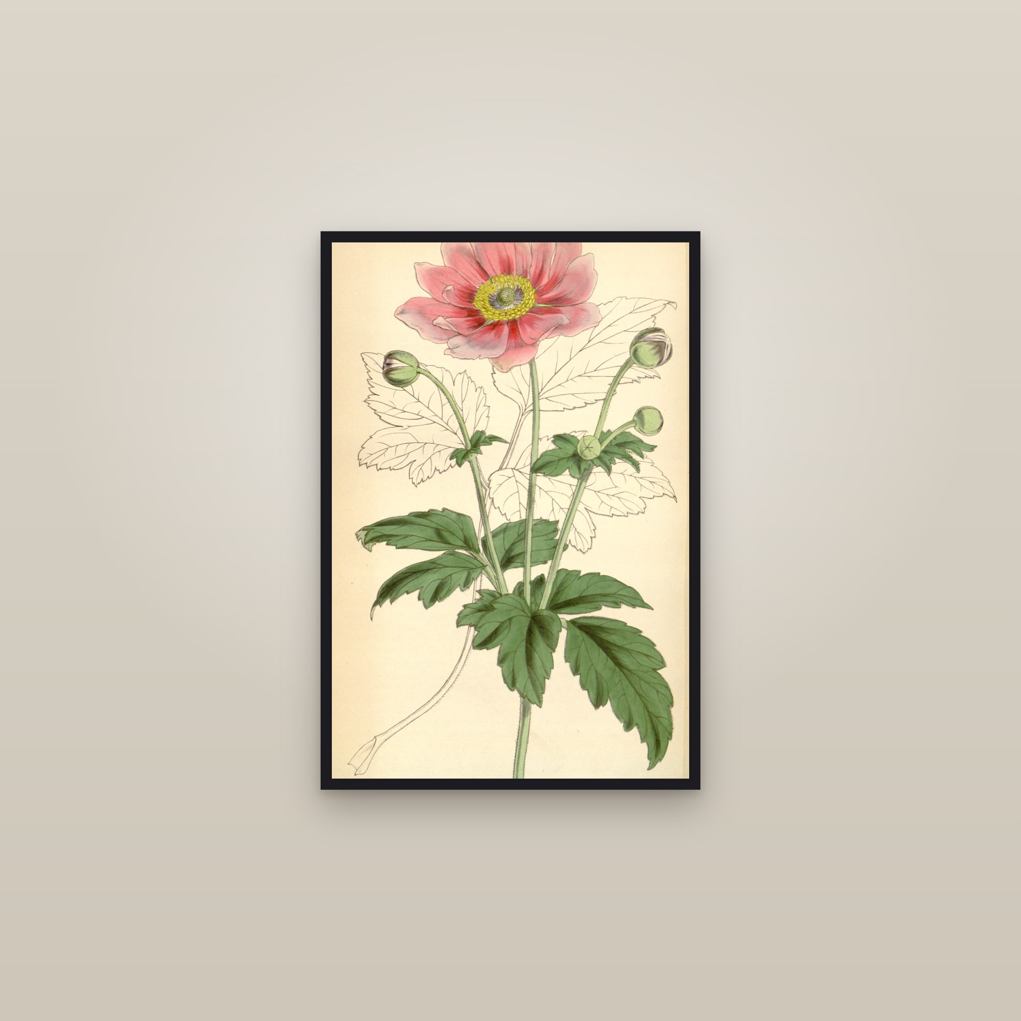 Clematis — framed in a gallery setting
