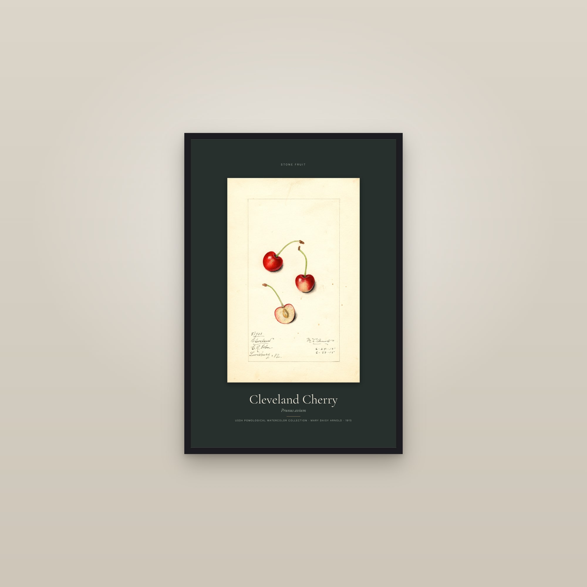 Cleveland Cherry — Specimen — framed in a gallery setting