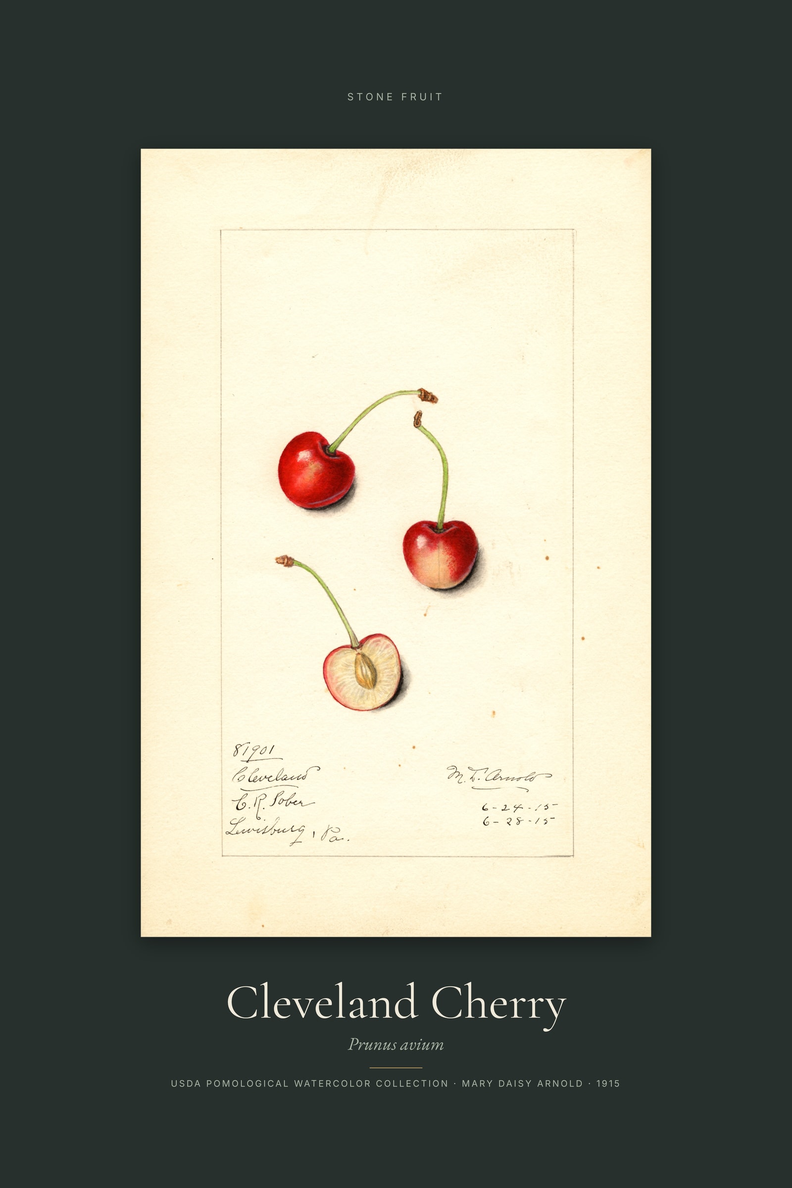 Cleveland Cherry — Specimen