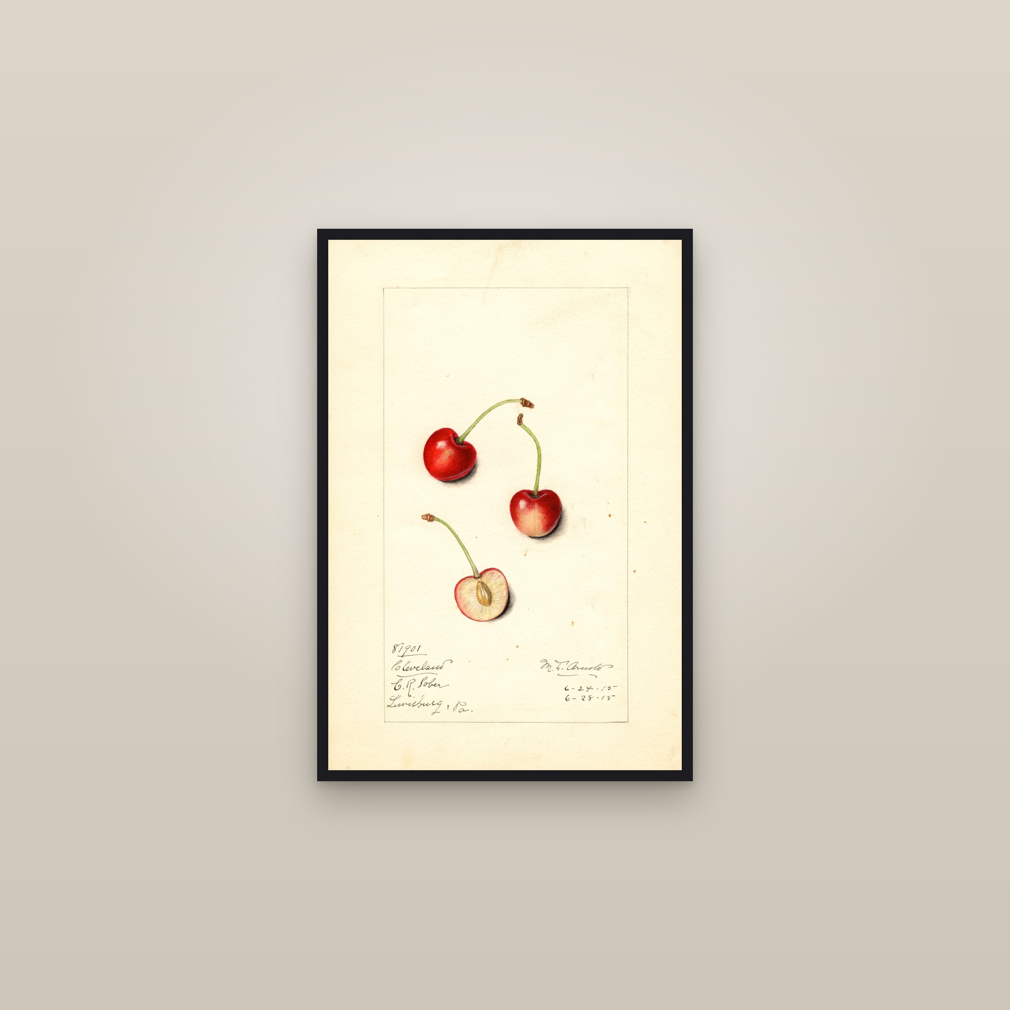 Cleveland Cherry — framed in a gallery setting