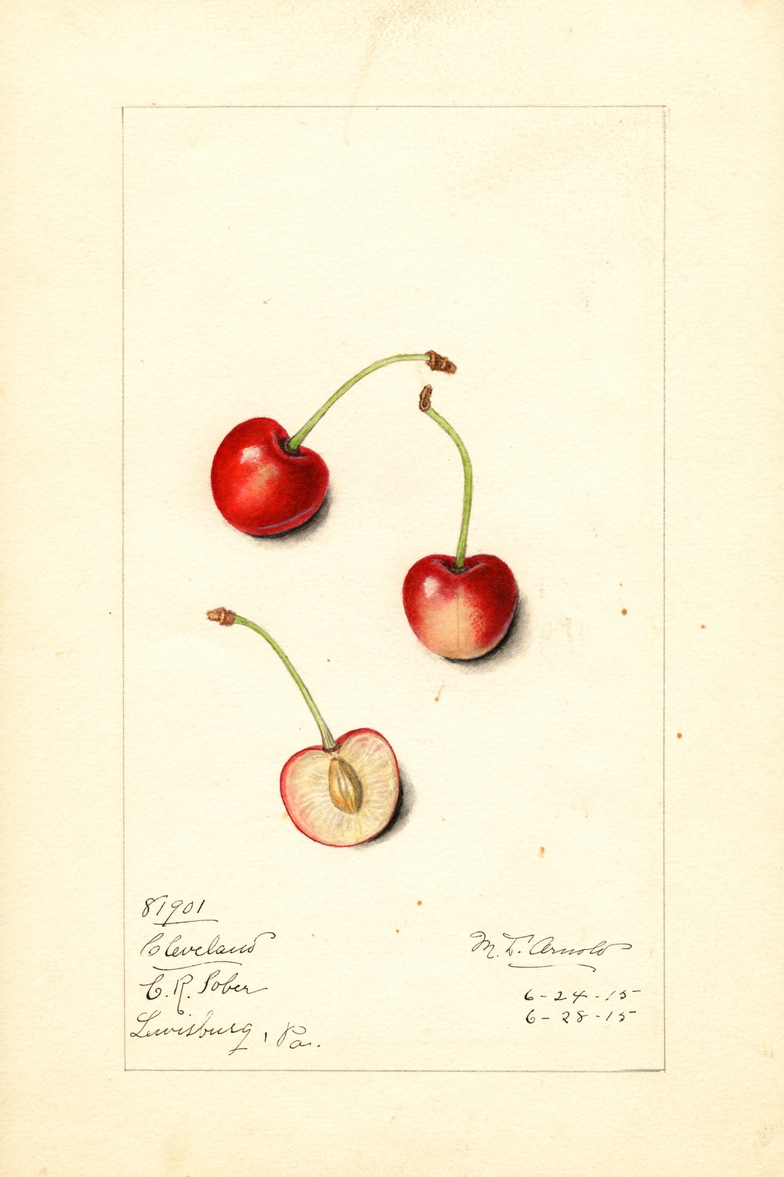 Cleveland Cherry