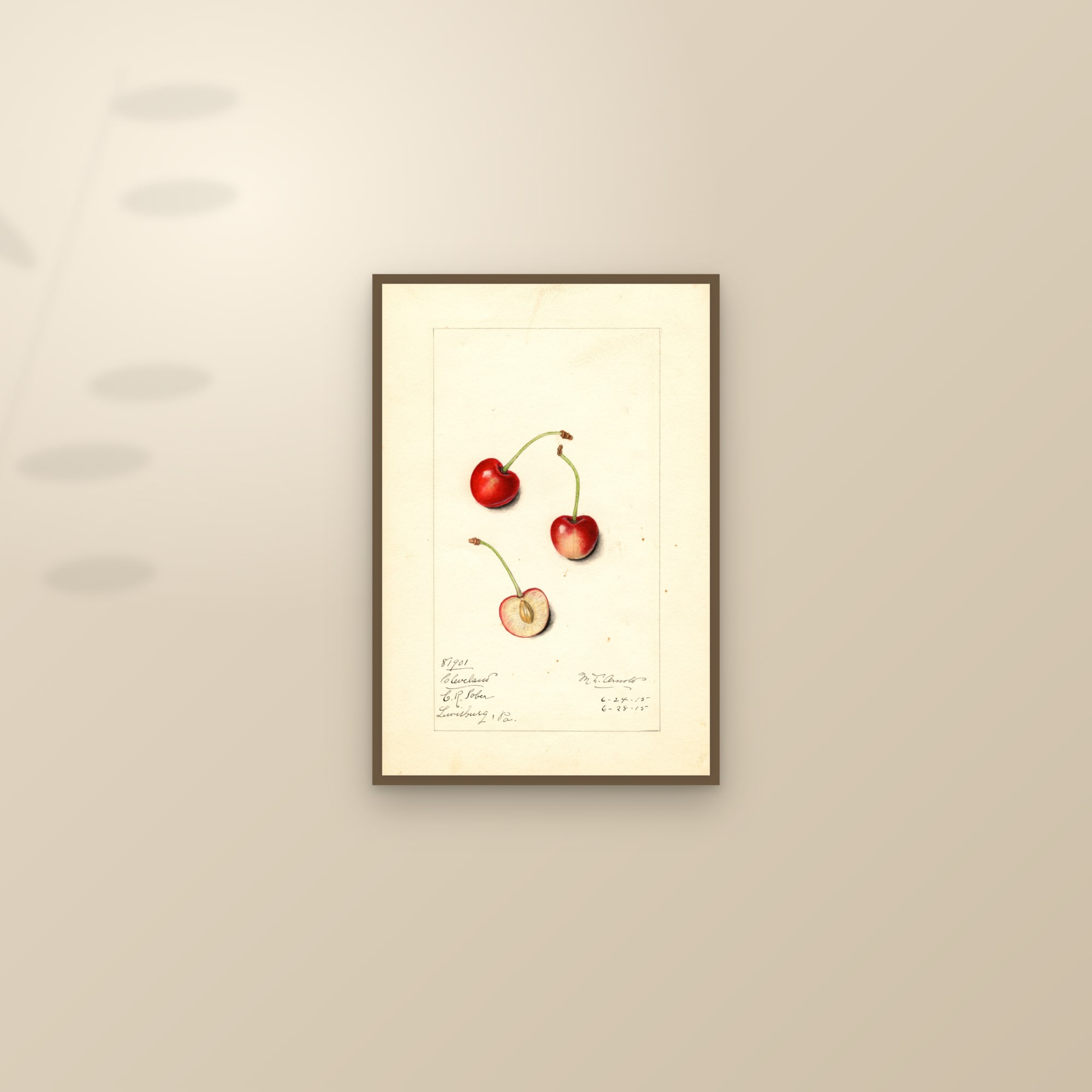 Cleveland Cherry — framed and styled on a sunlit wall