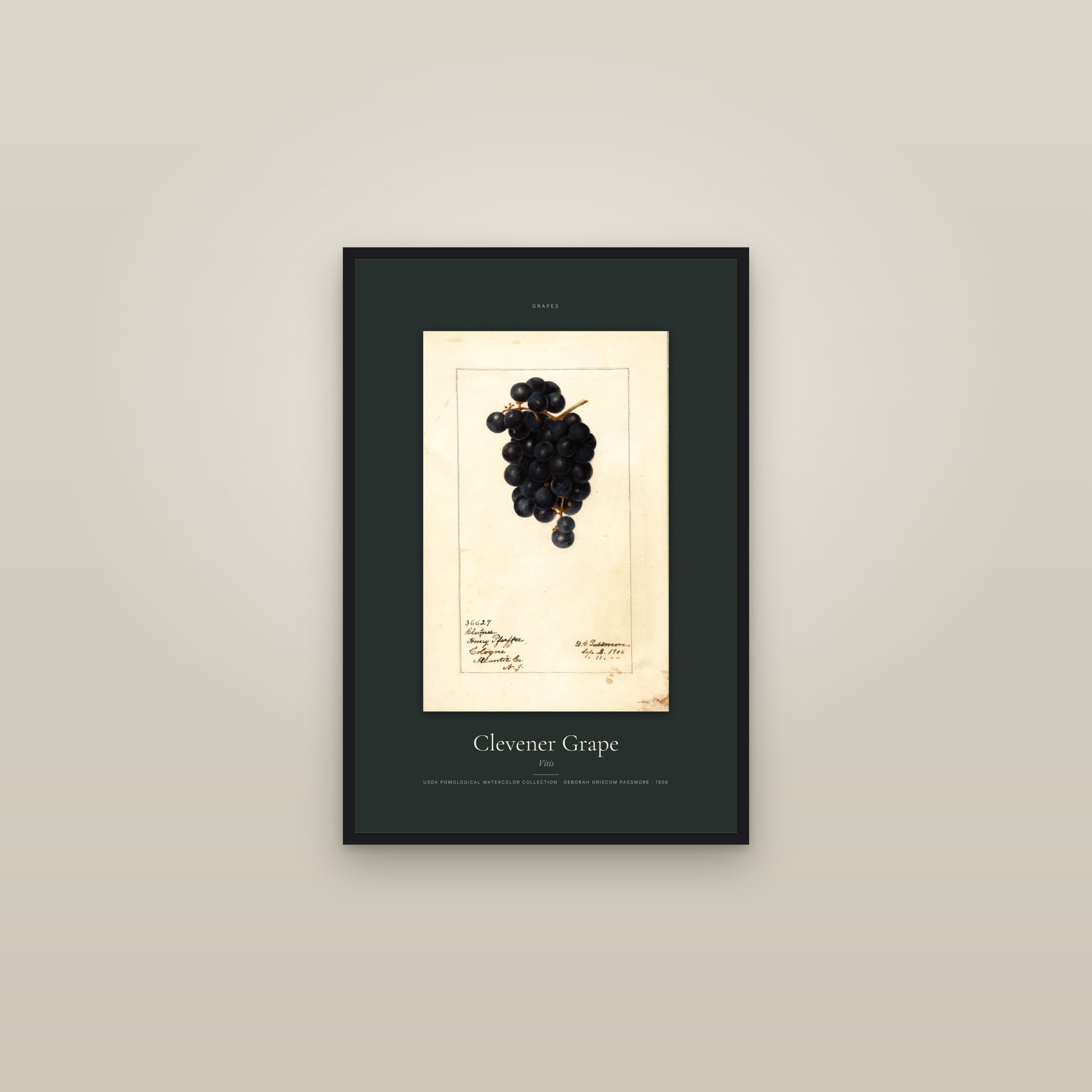 Clevener Grape — Specimen — framed in a gallery setting