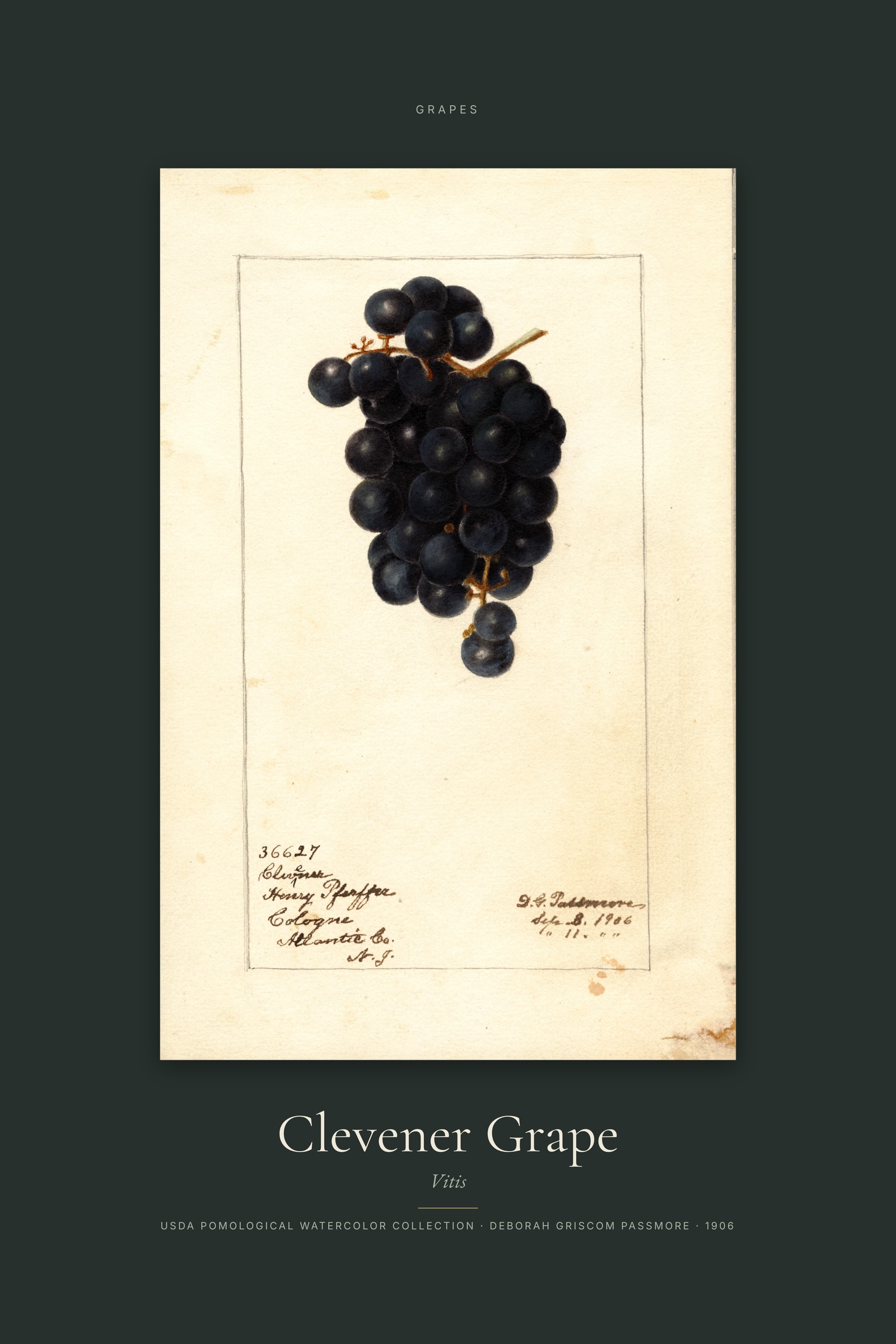 Clevener Grape — Specimen