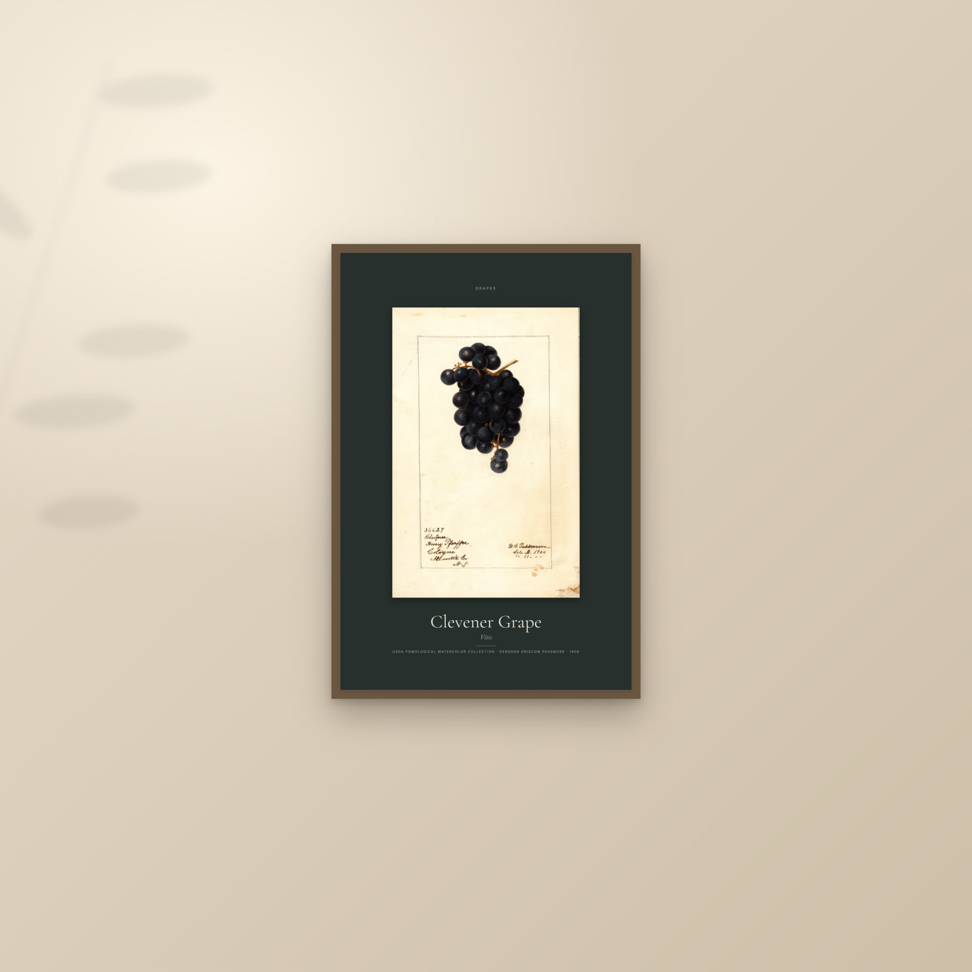 Clevener Grape — Specimen — framed and styled on a sunlit wall
