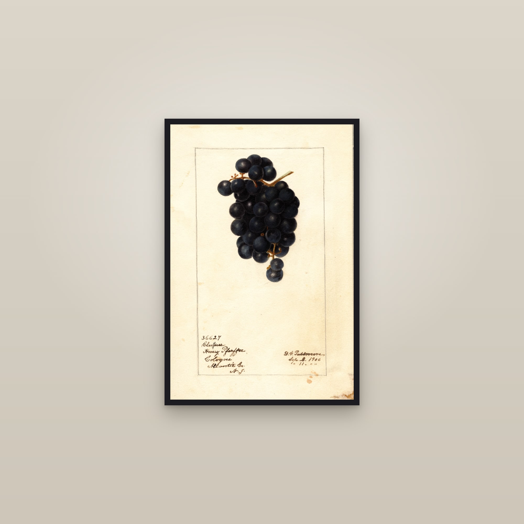 Clevener Grape — framed in a gallery setting