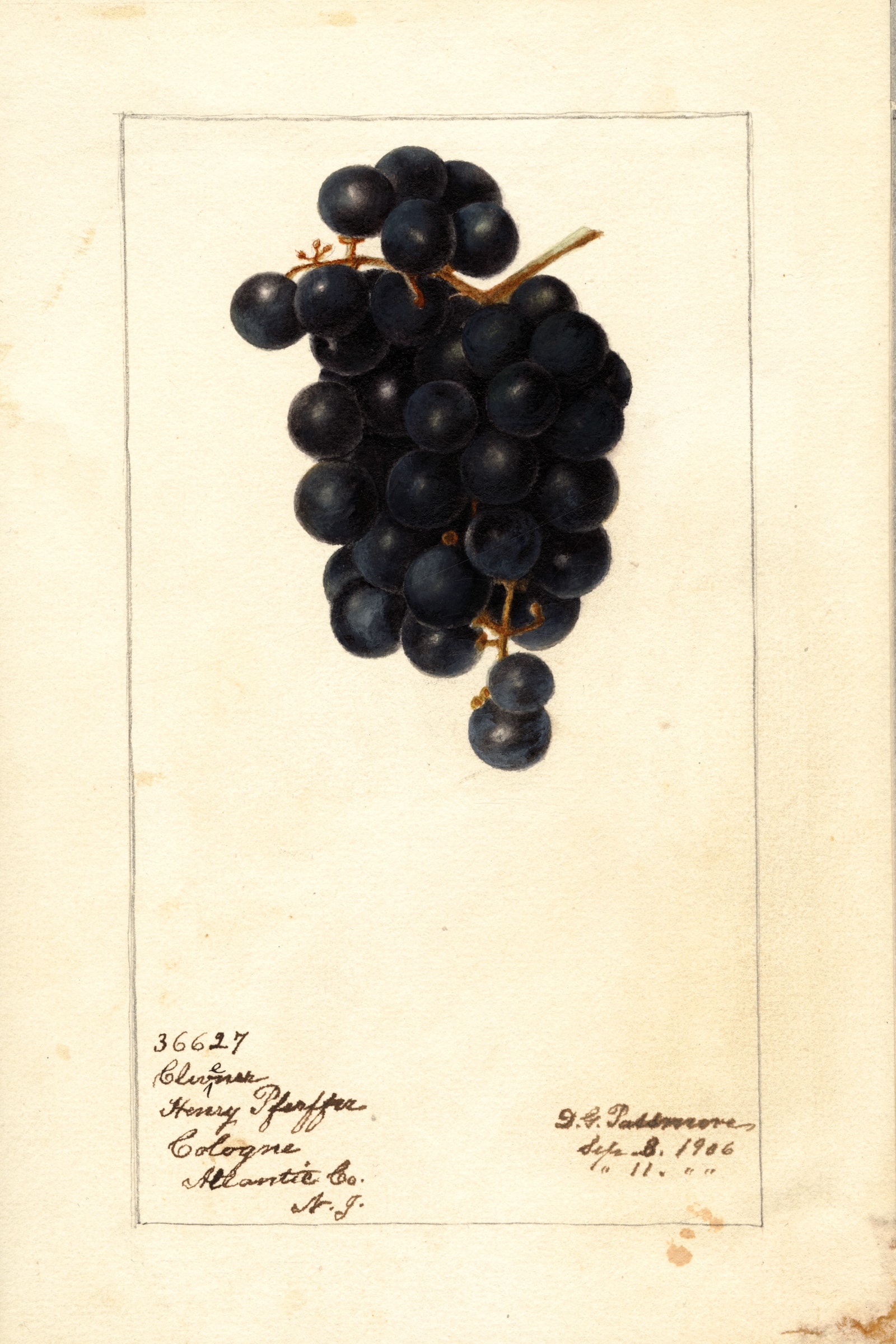 Clevener Grape