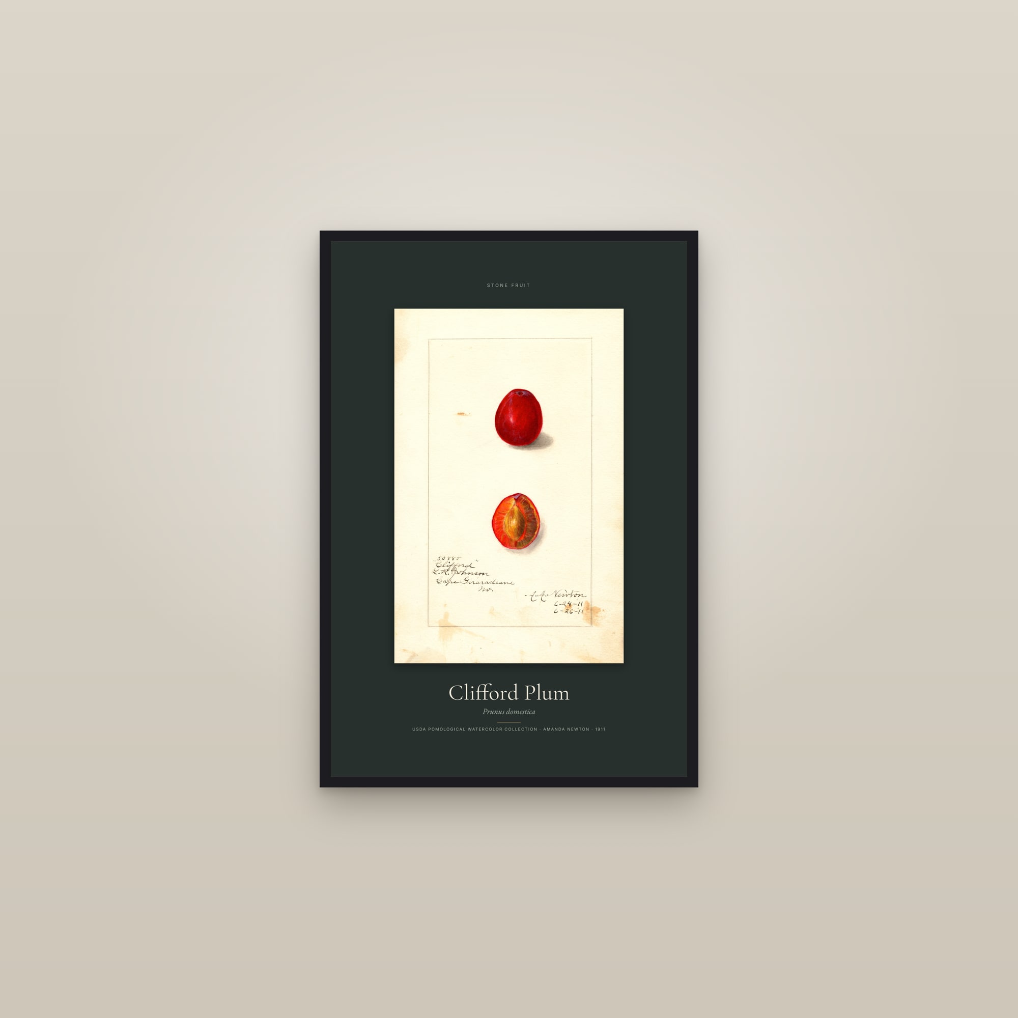 Clifford Plum — Specimen — framed in a gallery setting
