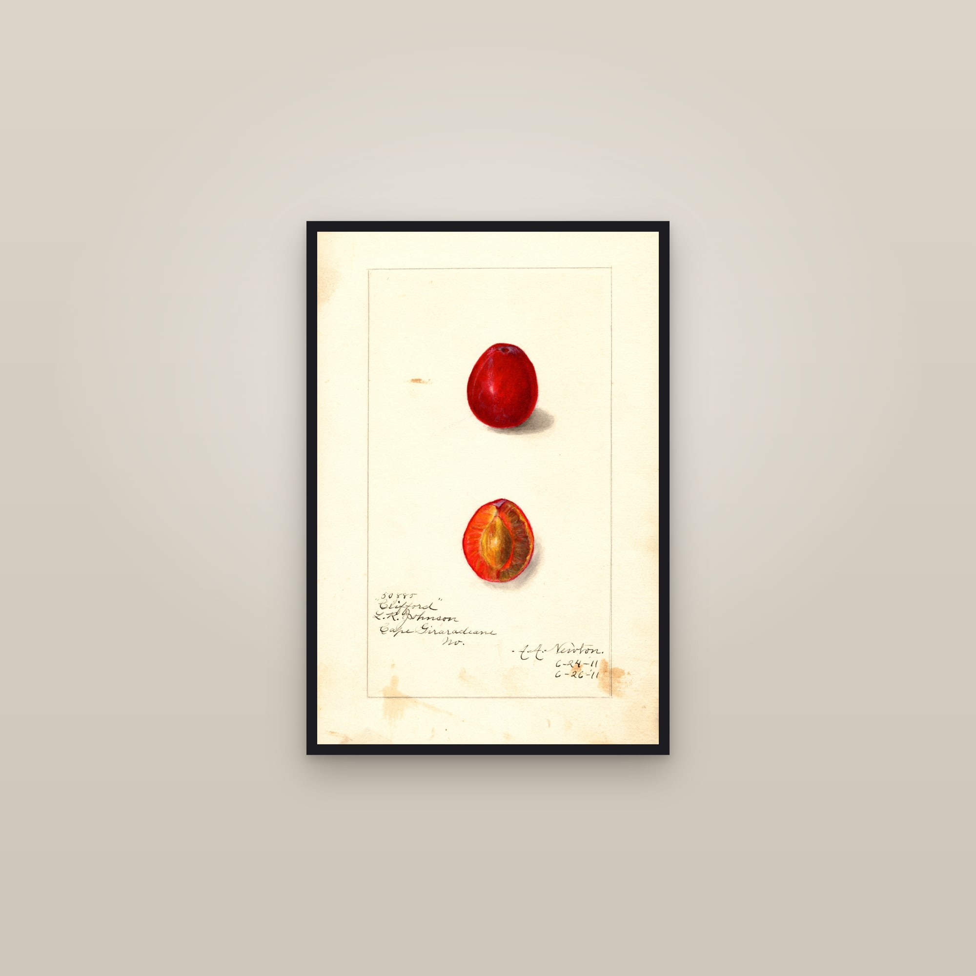 Clifford Plum — framed in a gallery setting