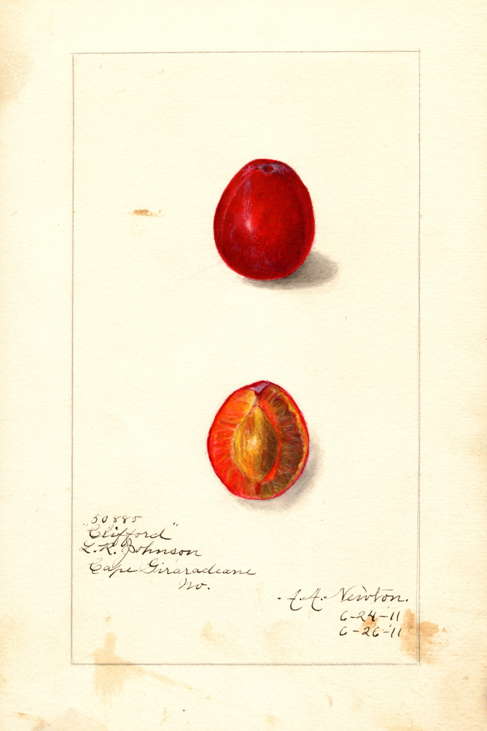 Clifford Plum