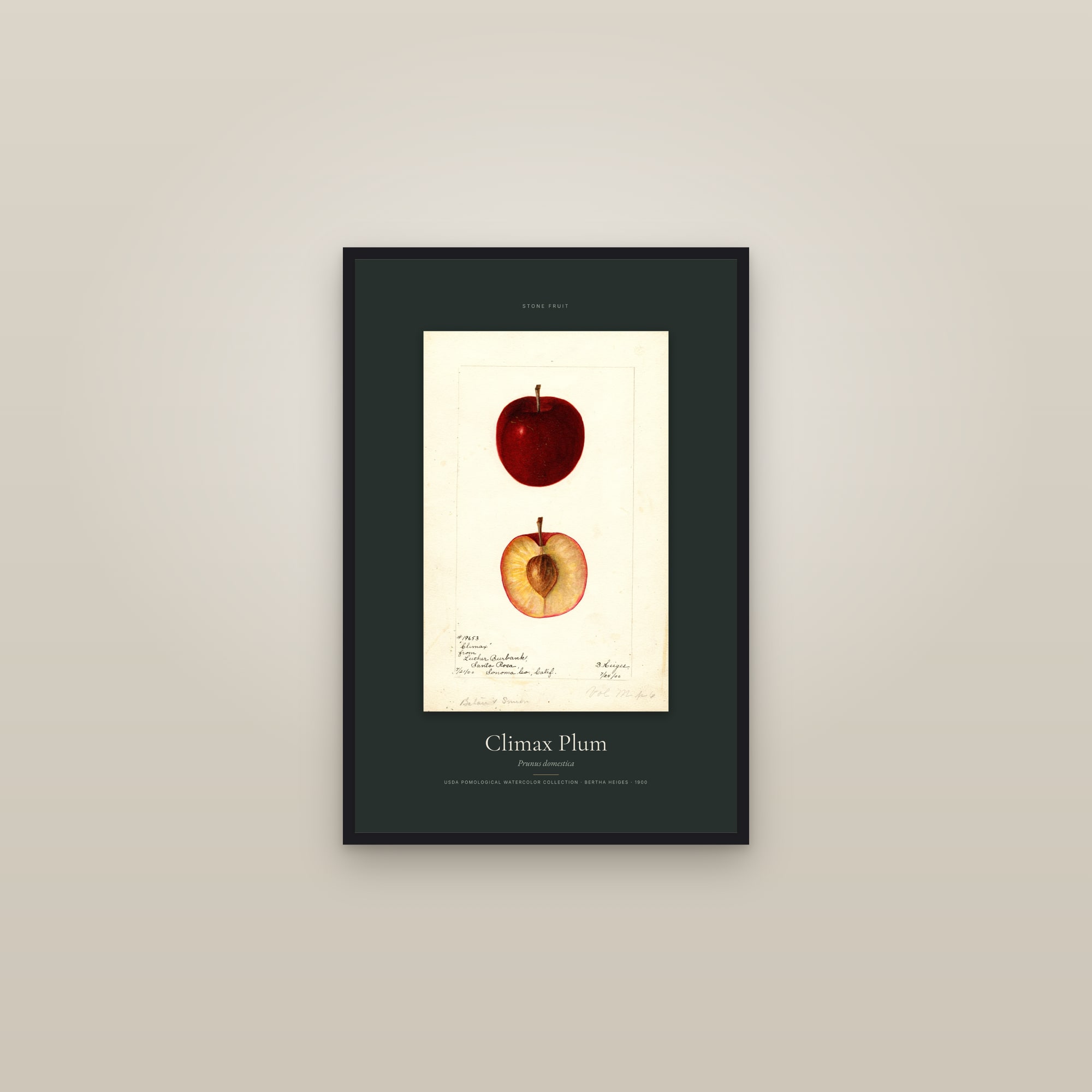 Climax Plum — Specimen — framed in a gallery setting