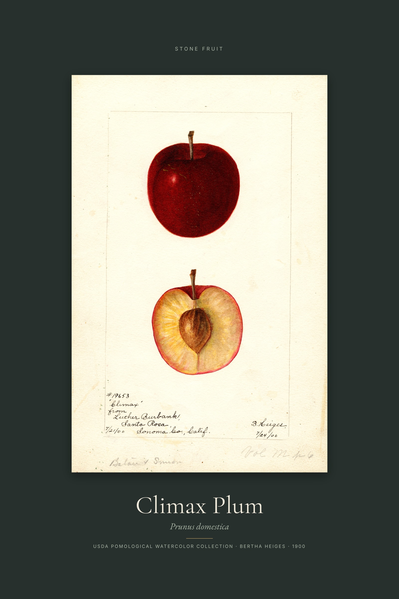 Climax Plum — Specimen