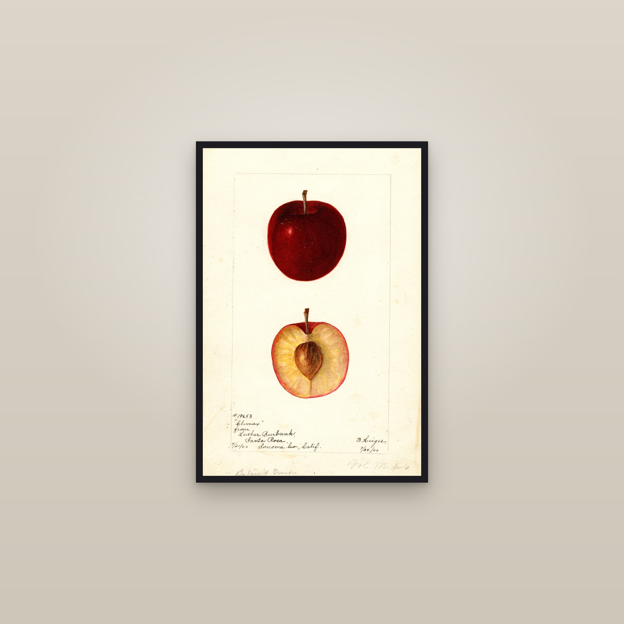 Climax Plum — framed in a gallery setting