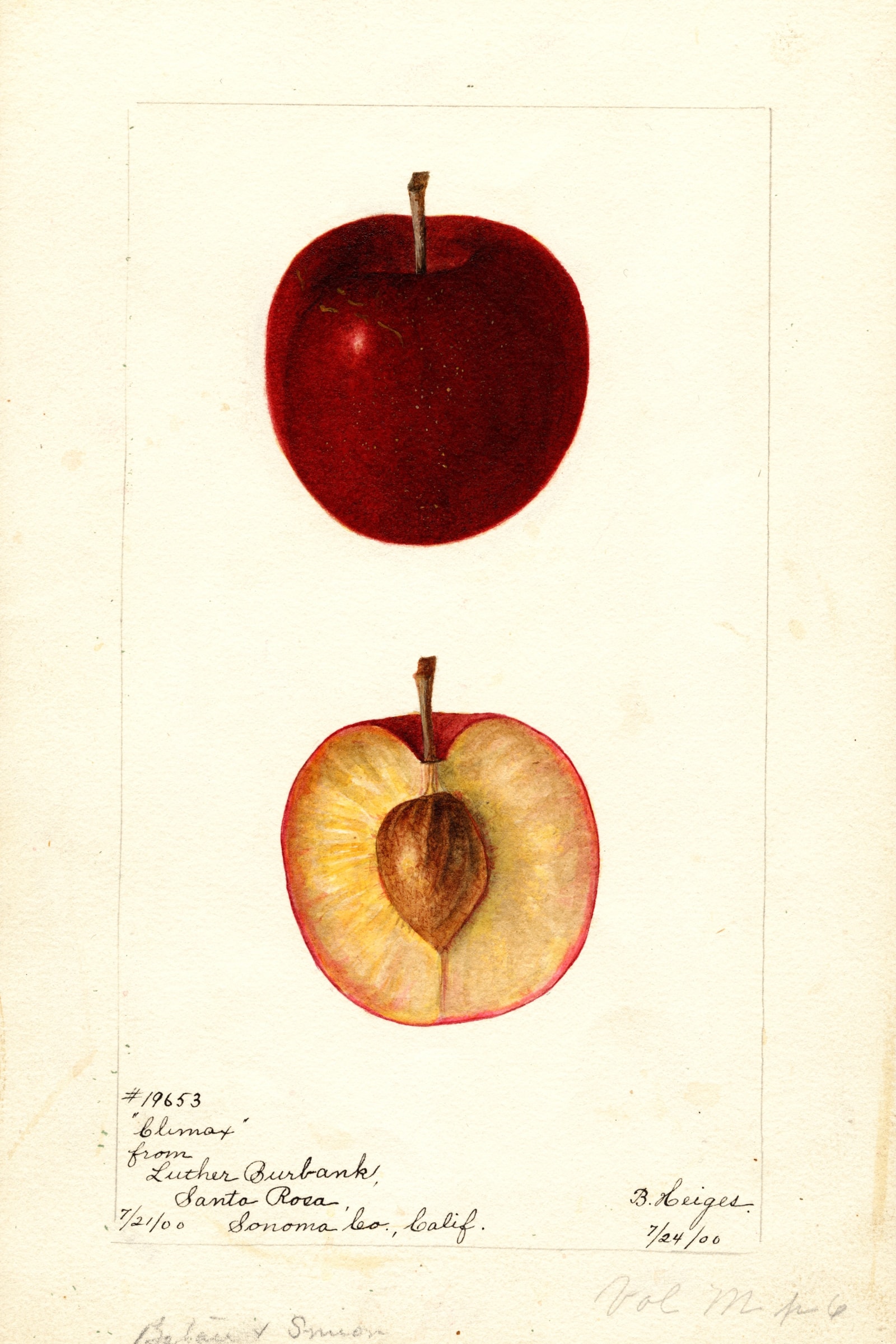 Climax Plum