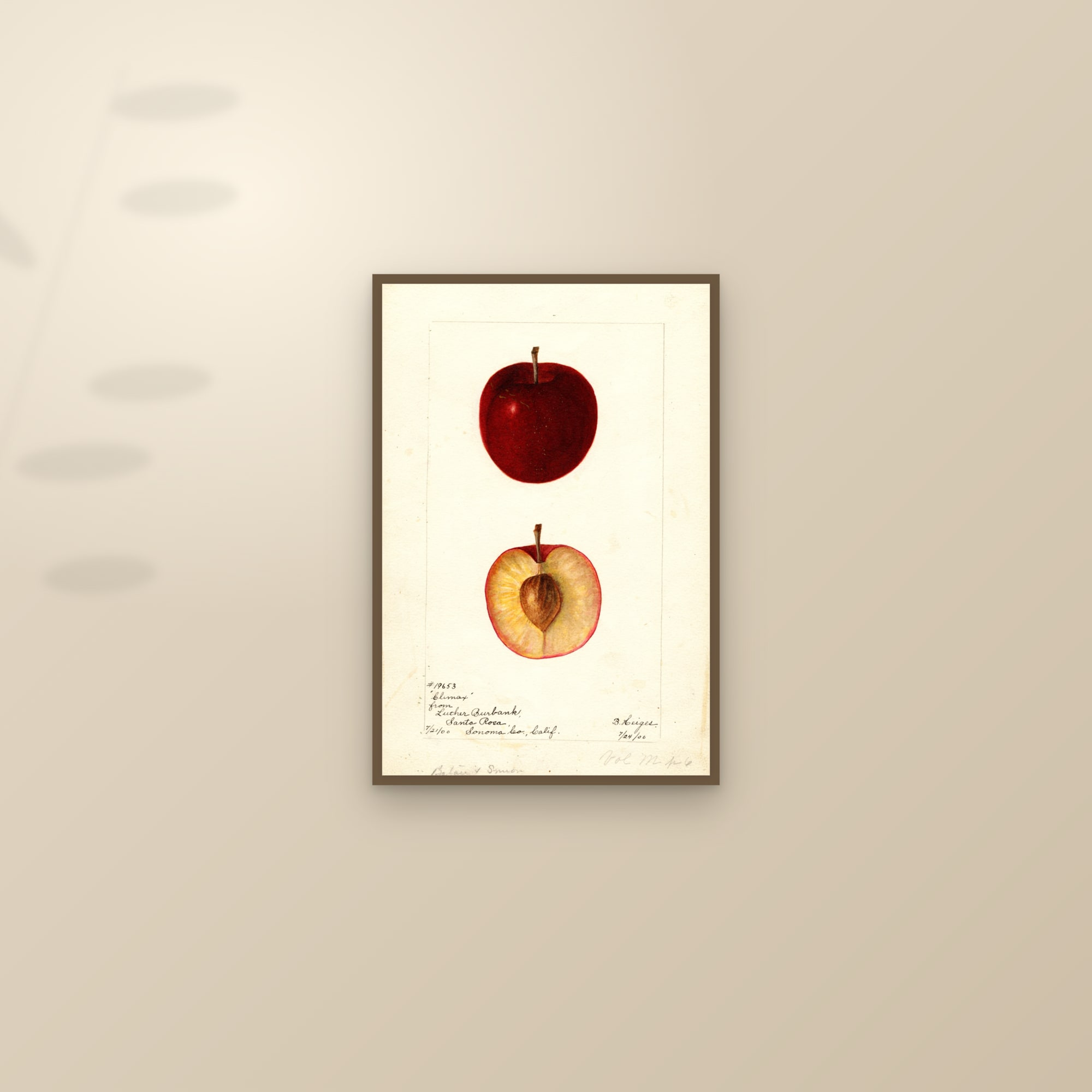 Climax Plum — framed and styled on a sunlit wall